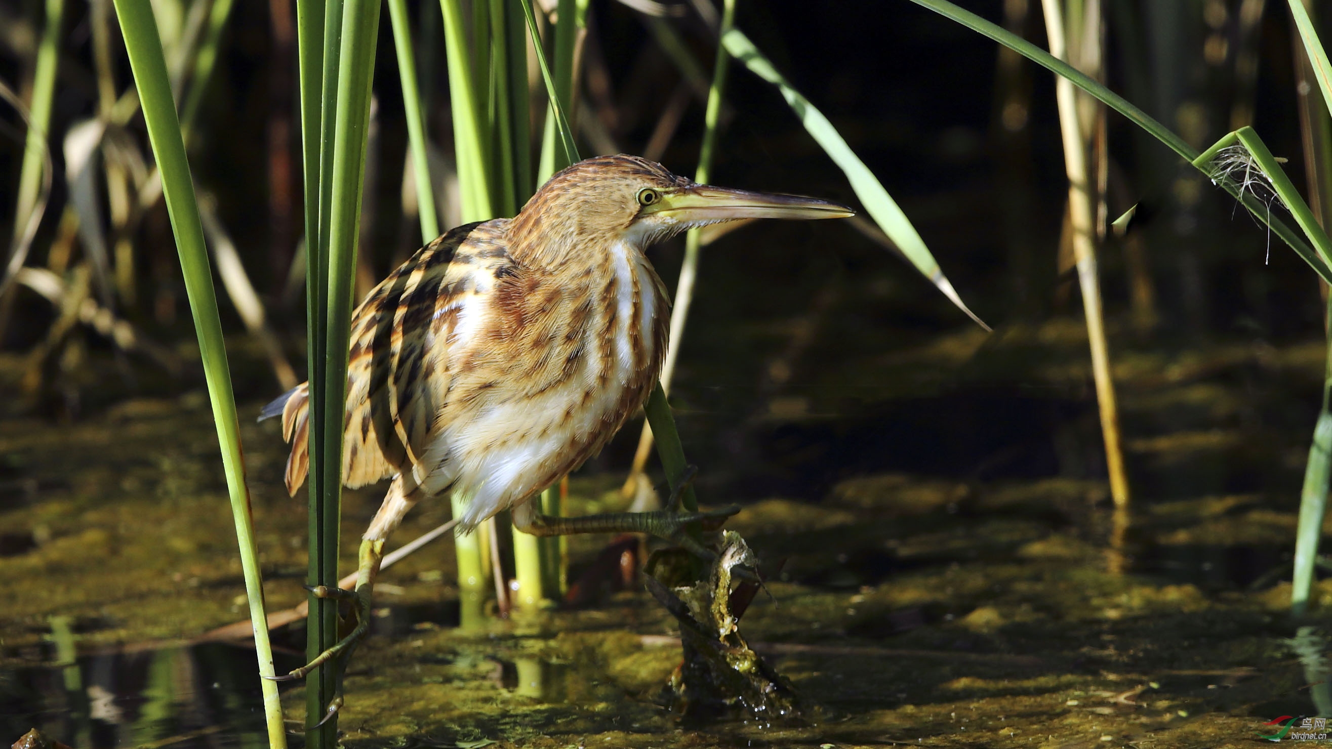 黄苇鳽 - 上海版 shanghai 鸟网