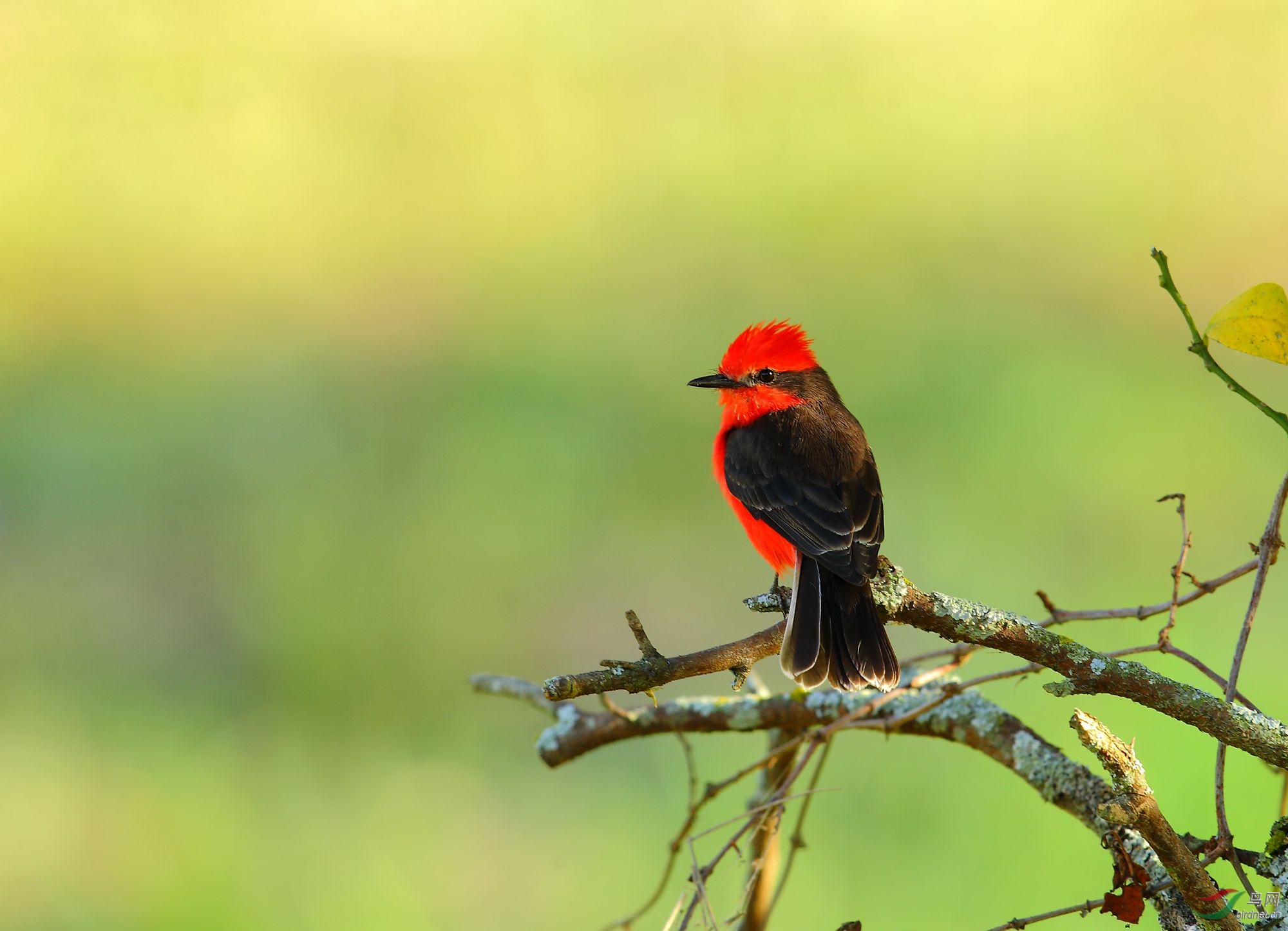 (朱红霸鹟)周末问好
