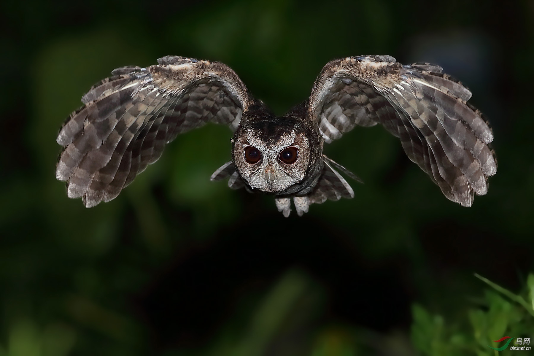(领角鸮)黑夜大眼睛(祝贺获首页精华)