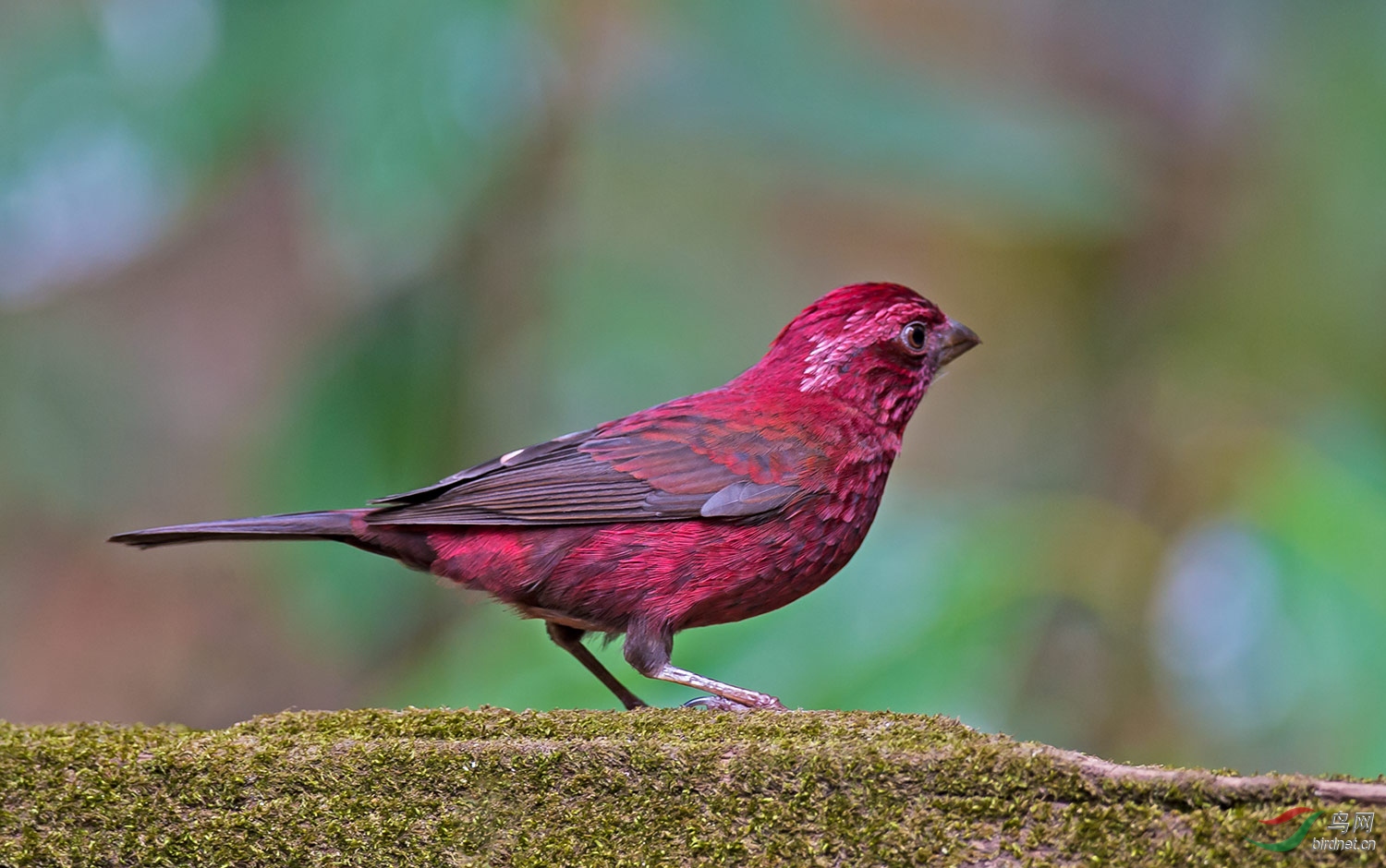 酒红朱雀【祝贺荣获首页精华】