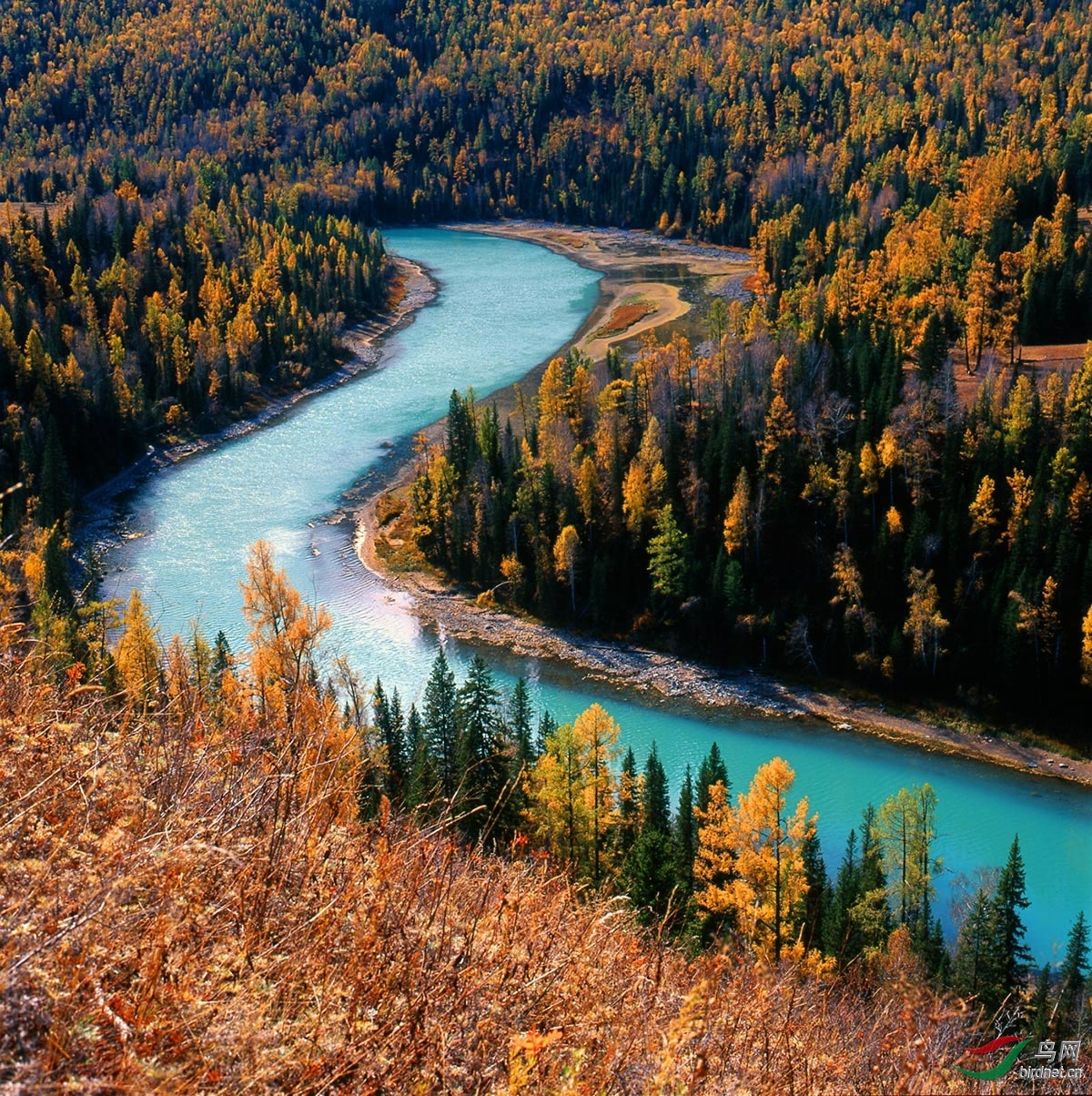 喀纳斯月亮湾 - 山西版 shanxi 鸟网