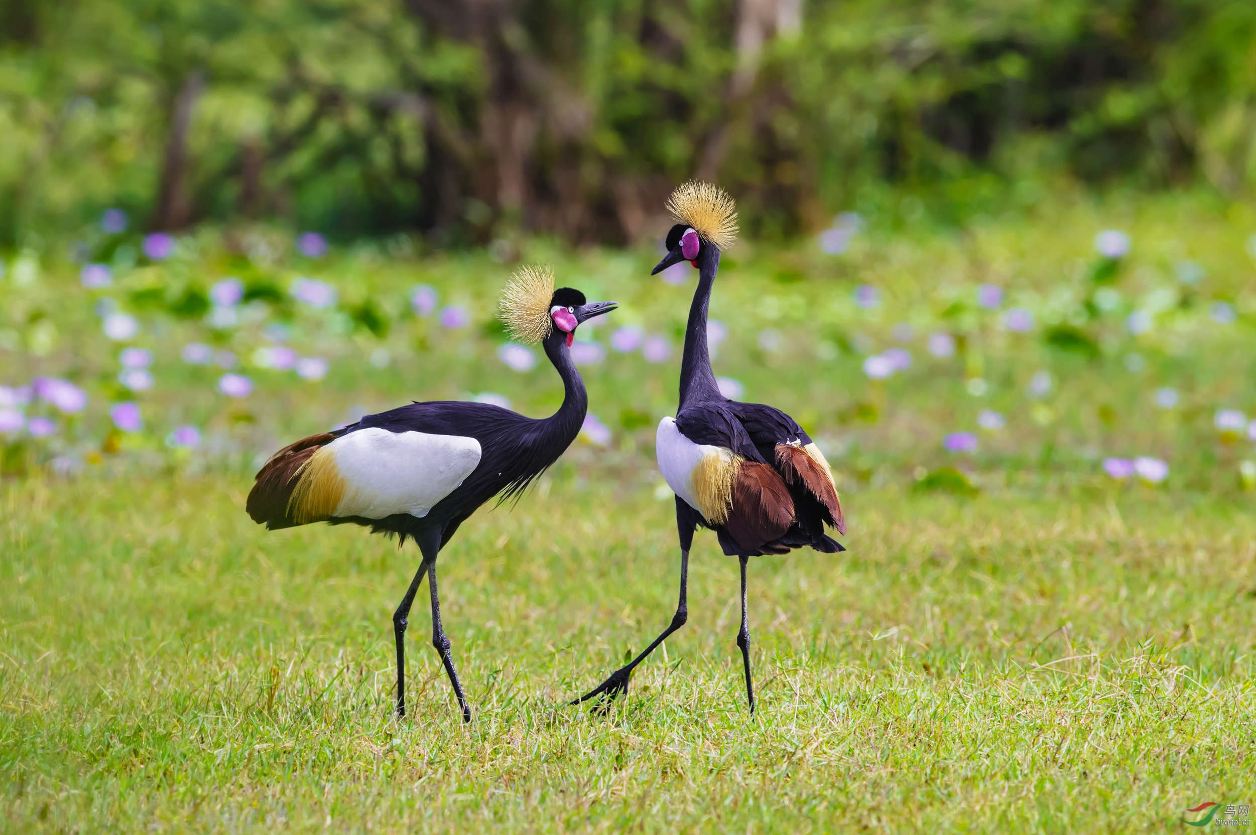 求爱～黑皇冠鹤 祝贺荣获首页精华 - 广西版 guangxi 鸟网