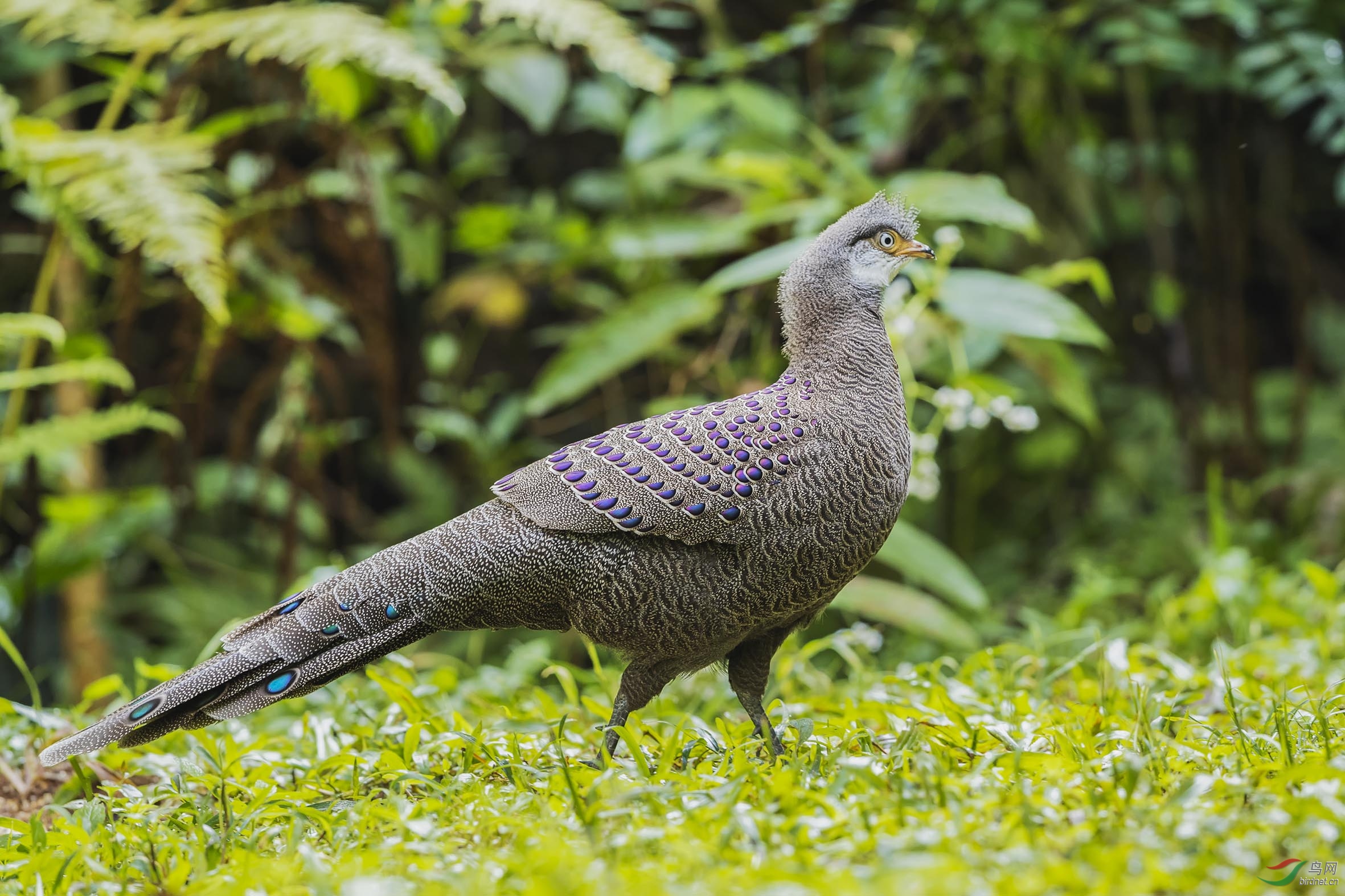 灰孔雀雉夫妇——云南观鸟记(35)