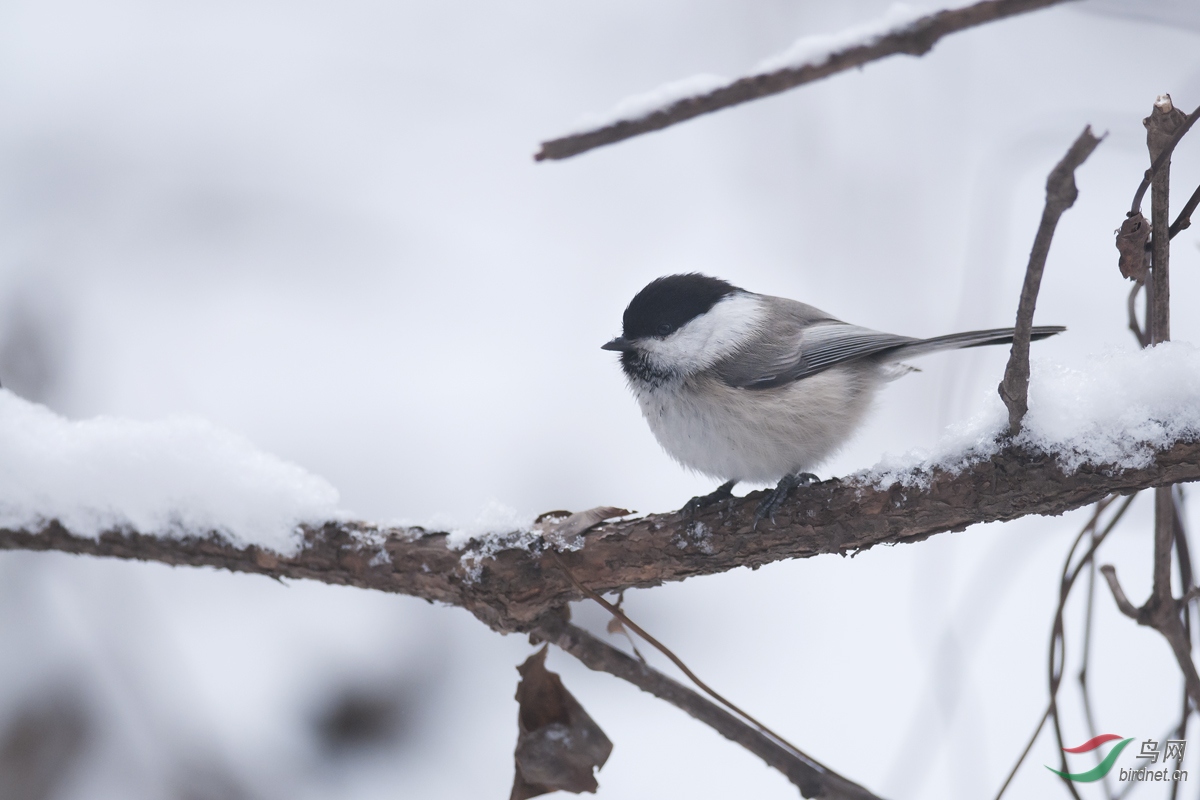 抚顺冬季鸟