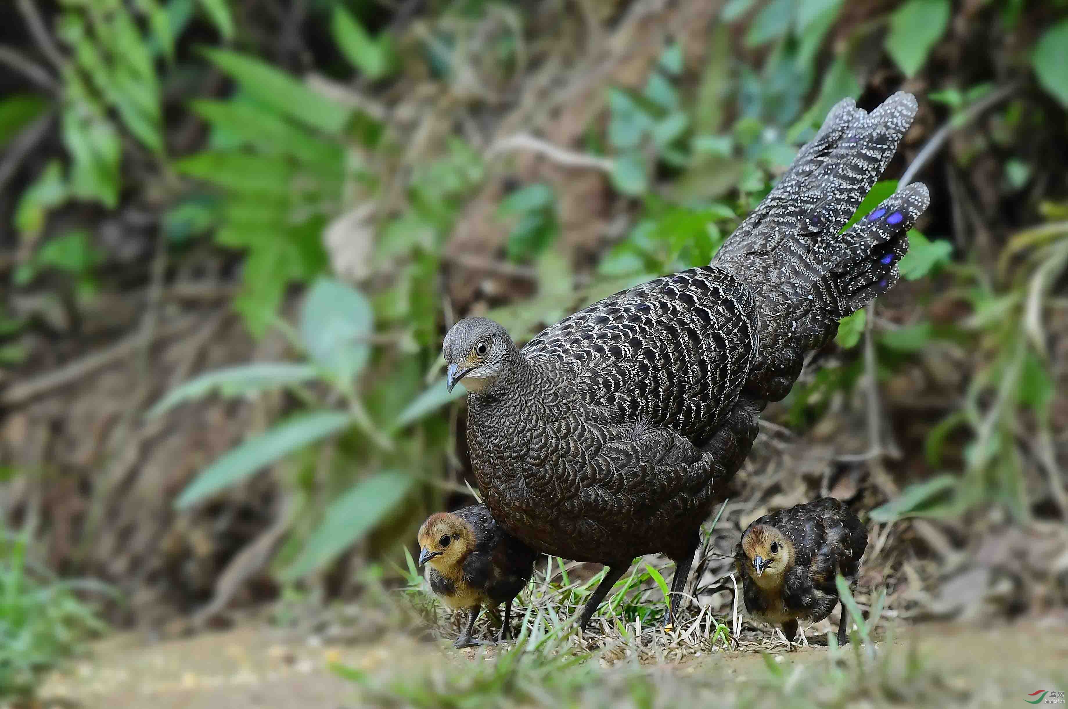 孔雀雉哺育幼崽