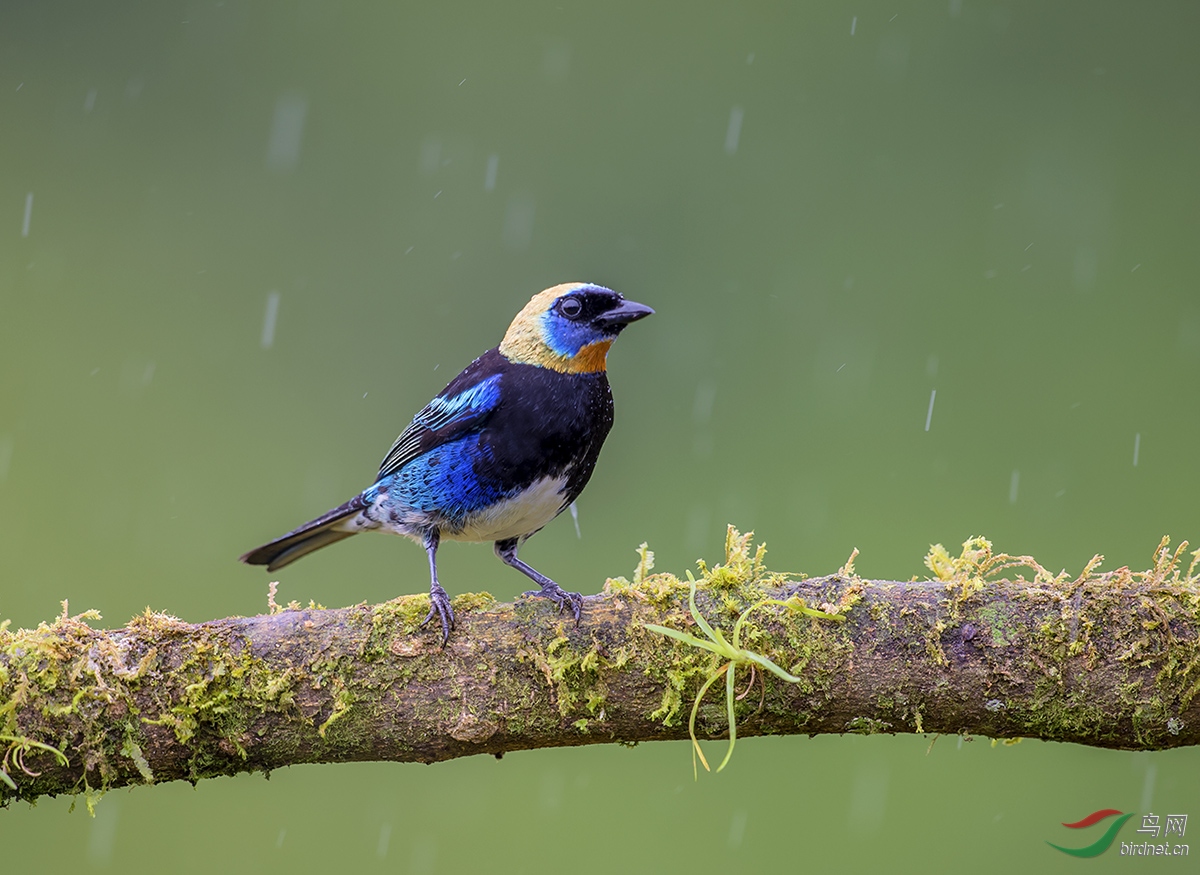 金头唐加拉雀 - 上海版 shanghai 鸟网