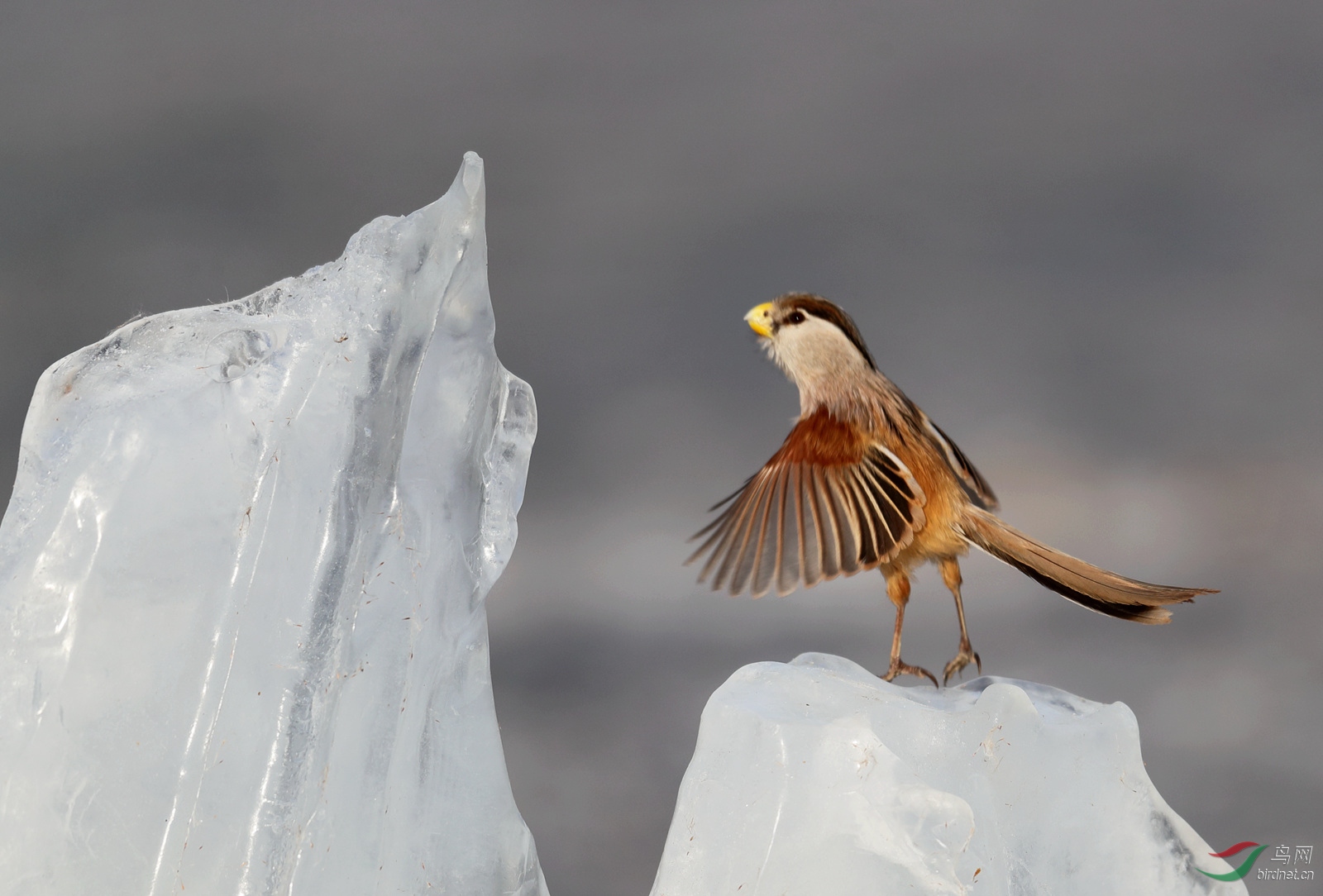 皇城根拍鸟 北京人乐园! - 皇城根拍鸟e族 鸟网