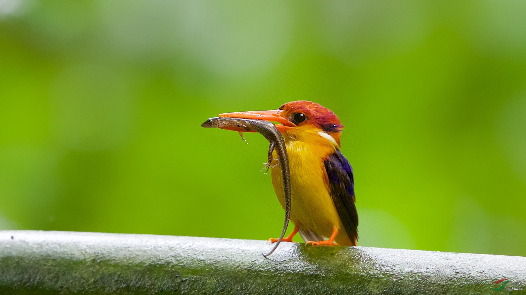 (三趾翠鸟)超级捕捉能手～三趾翡翠鸟
