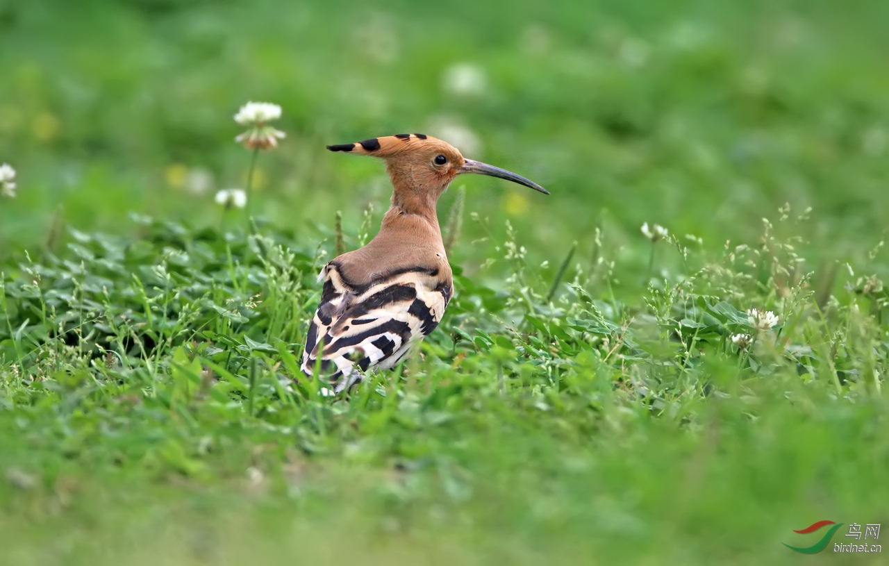 戴胜- 福建版 fujian 鸟网
