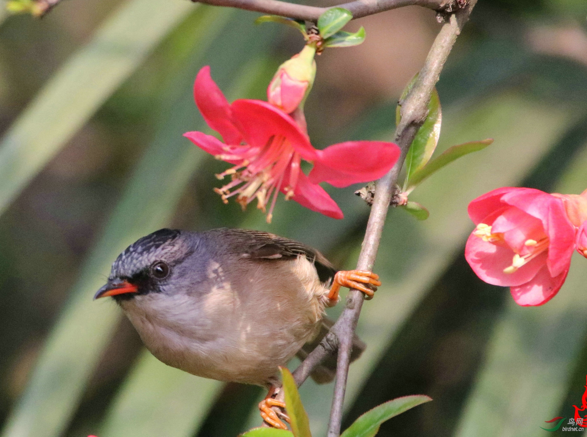 红嘴鸦雀 - 四川版 sichuan 鸟网