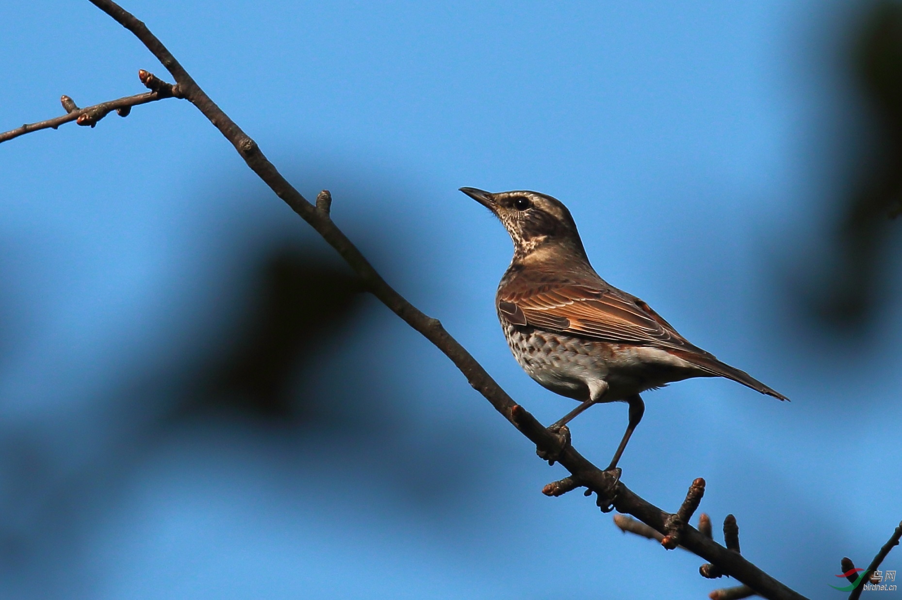 红尾鸫:大连拍摄 - 拍鸟线路 鸟网