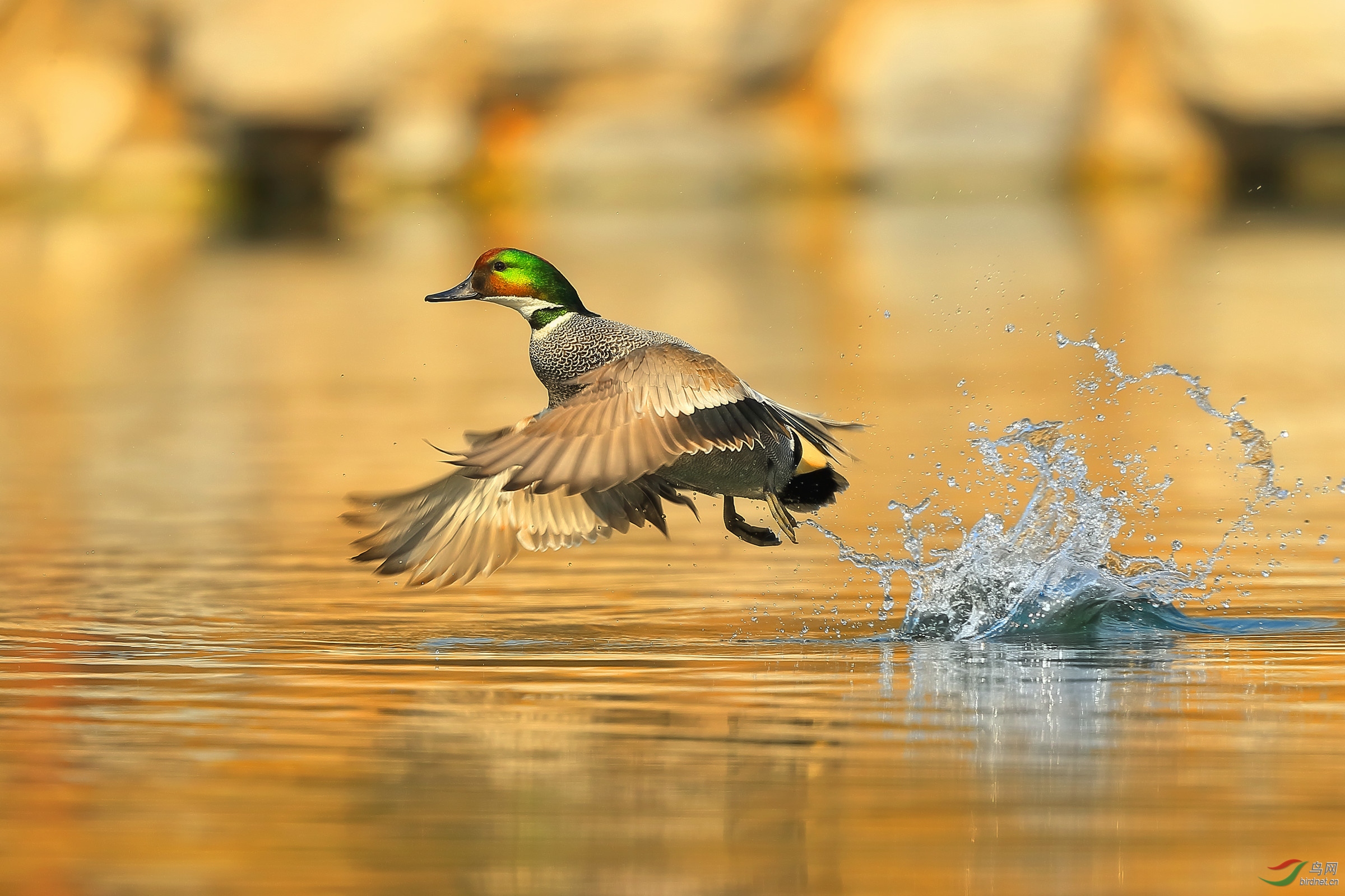 跃飞【罗纹鸭】