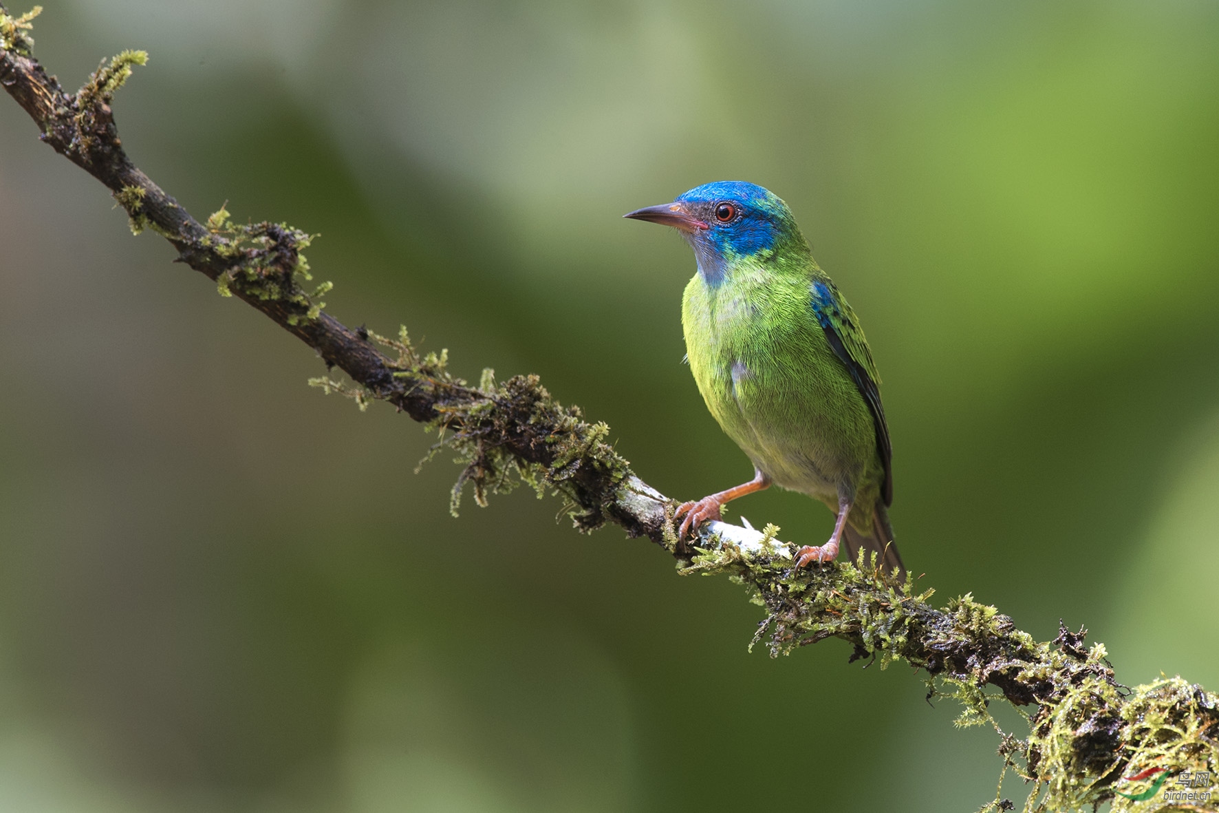 辉旋蜜雀mm 荣获首页精华>