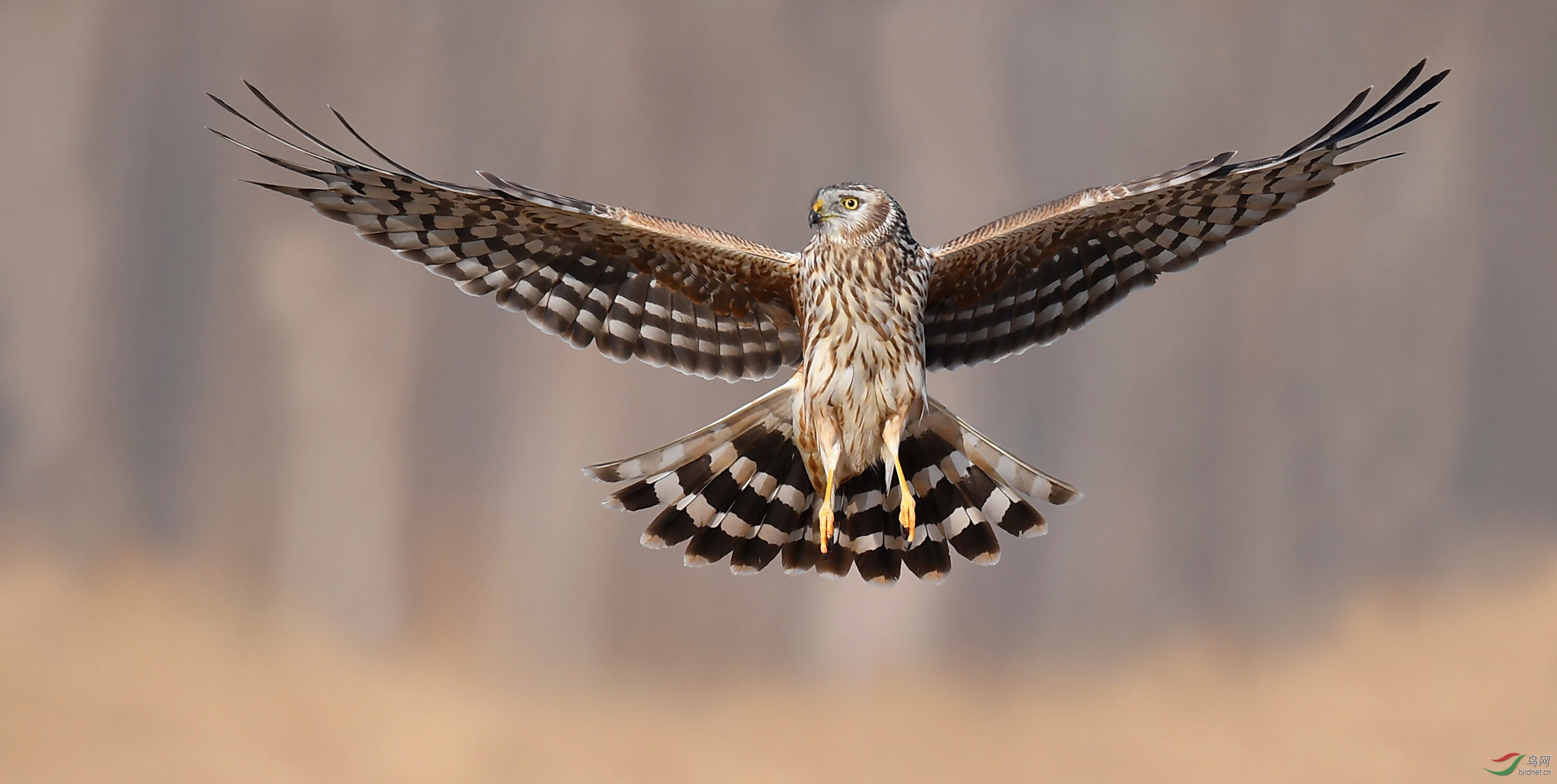 捕食失手后的失落表情----白尾鹞