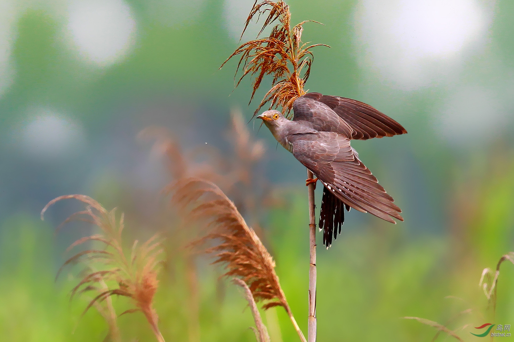 金陵大杜鹃 - 摄影师版 鸟网