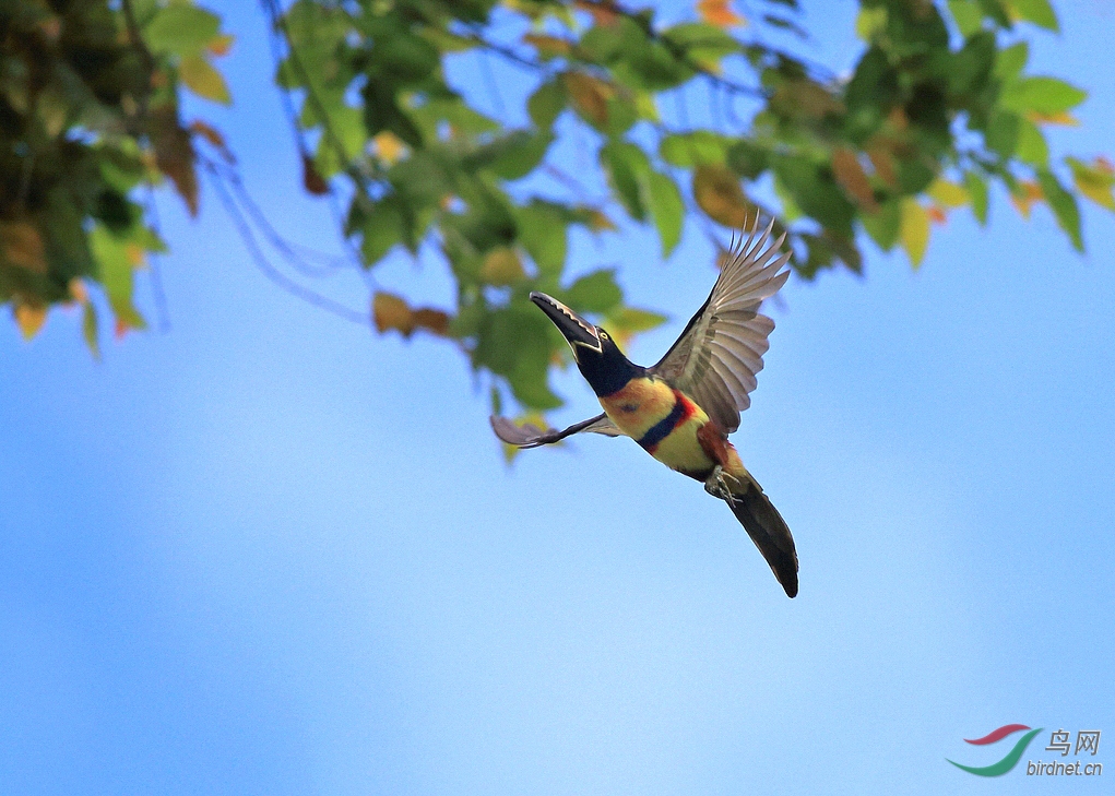 飞(领簇舌巨嘴鸟)