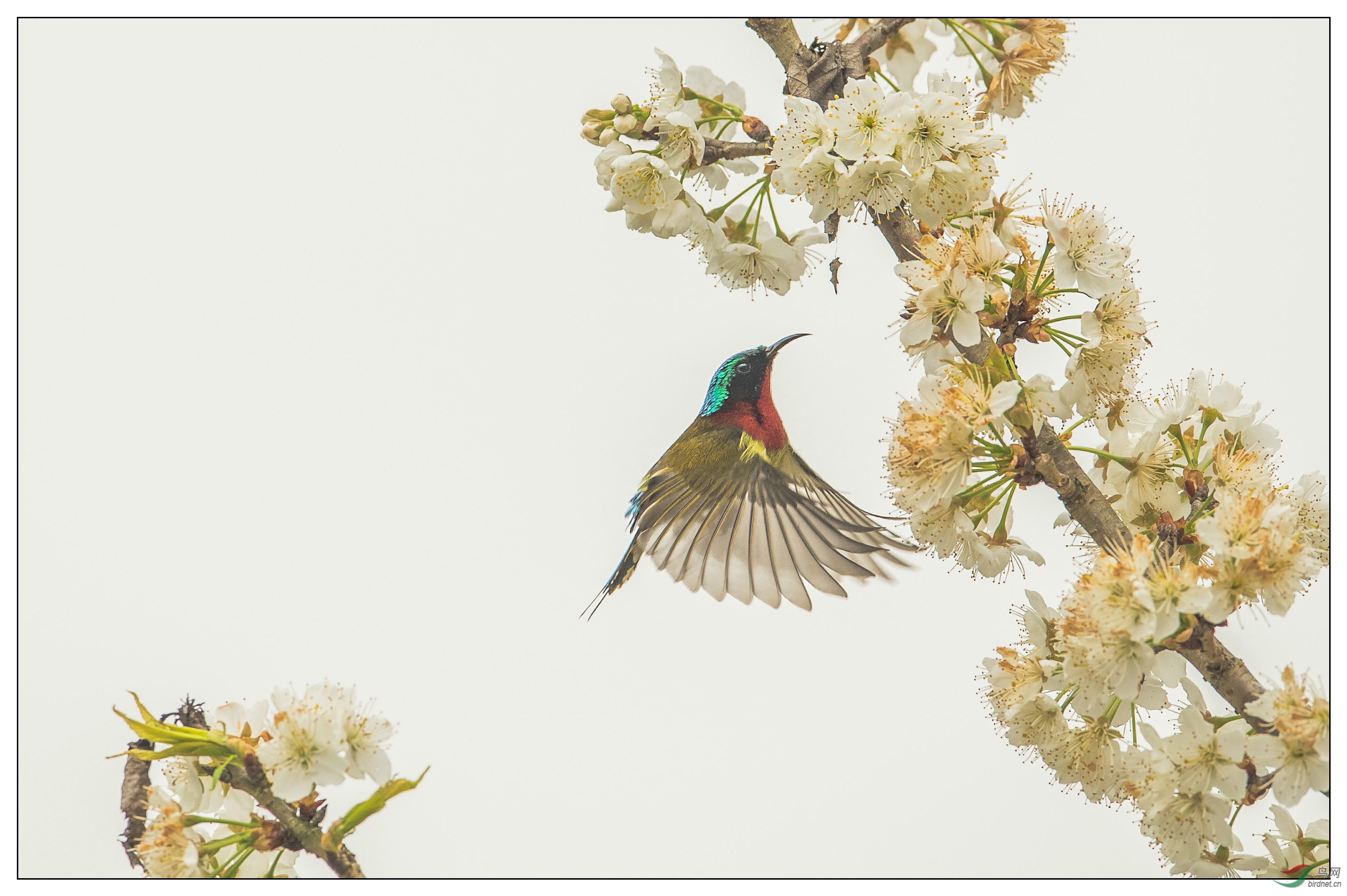 花鸟图.【叉尾太阳鸟】