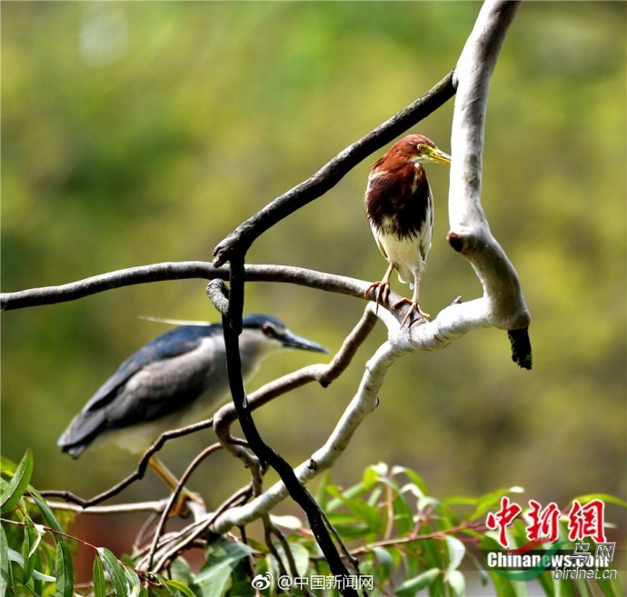 阳春三月 快来看图猜鸟