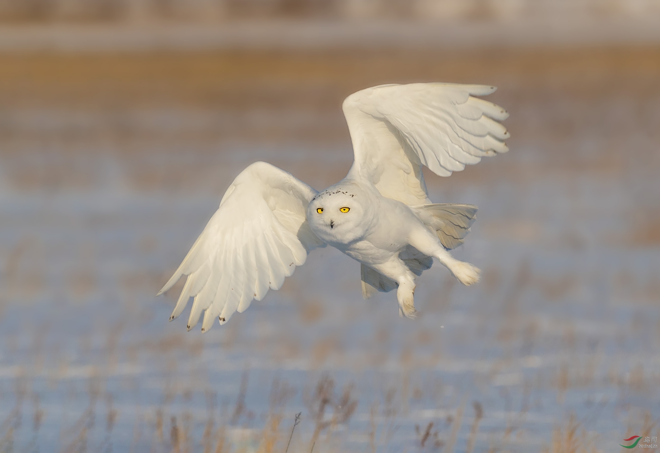 雪鸮- 猛禽版 鸟网