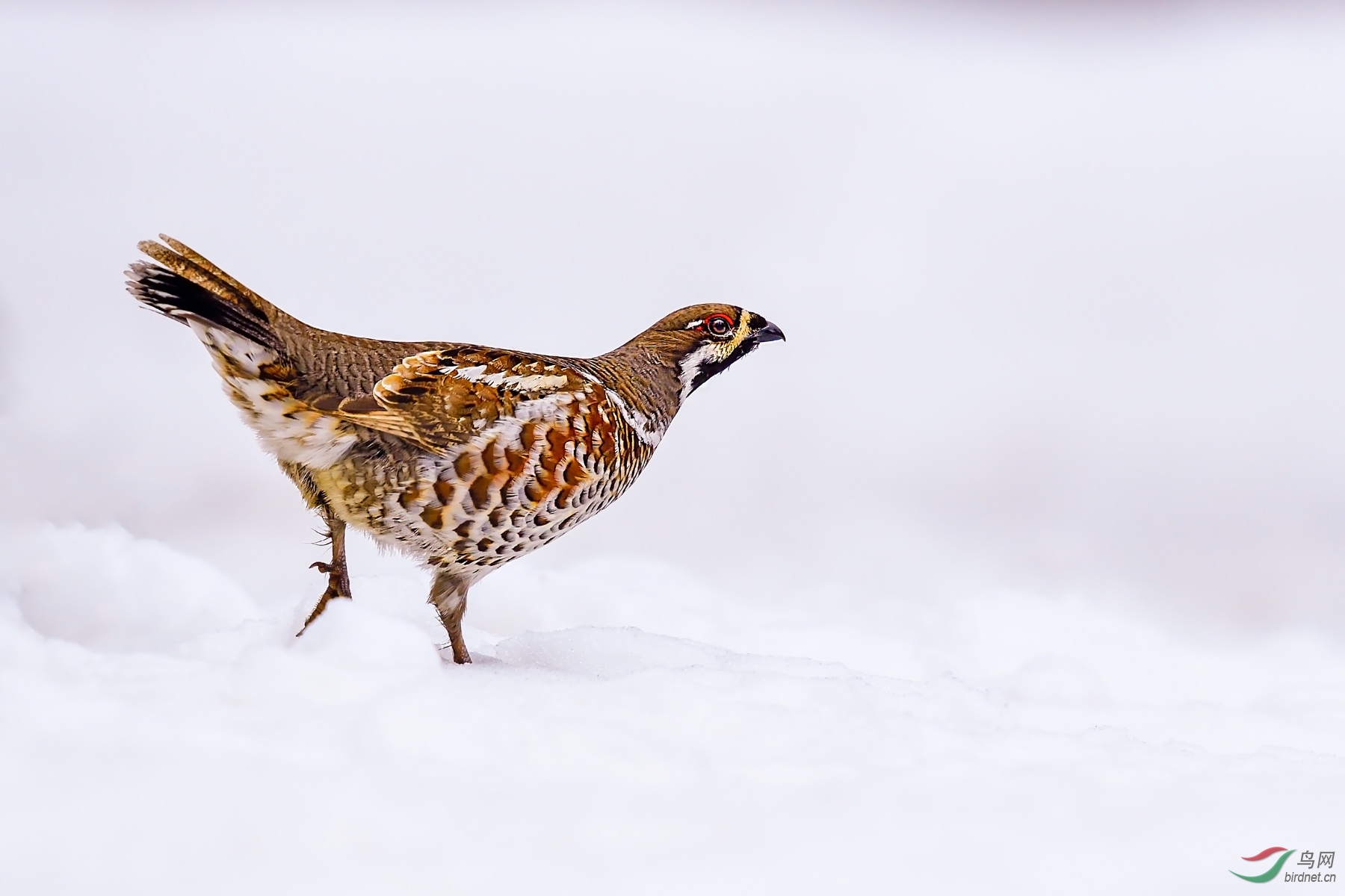 江西版四月份优秀作品展示