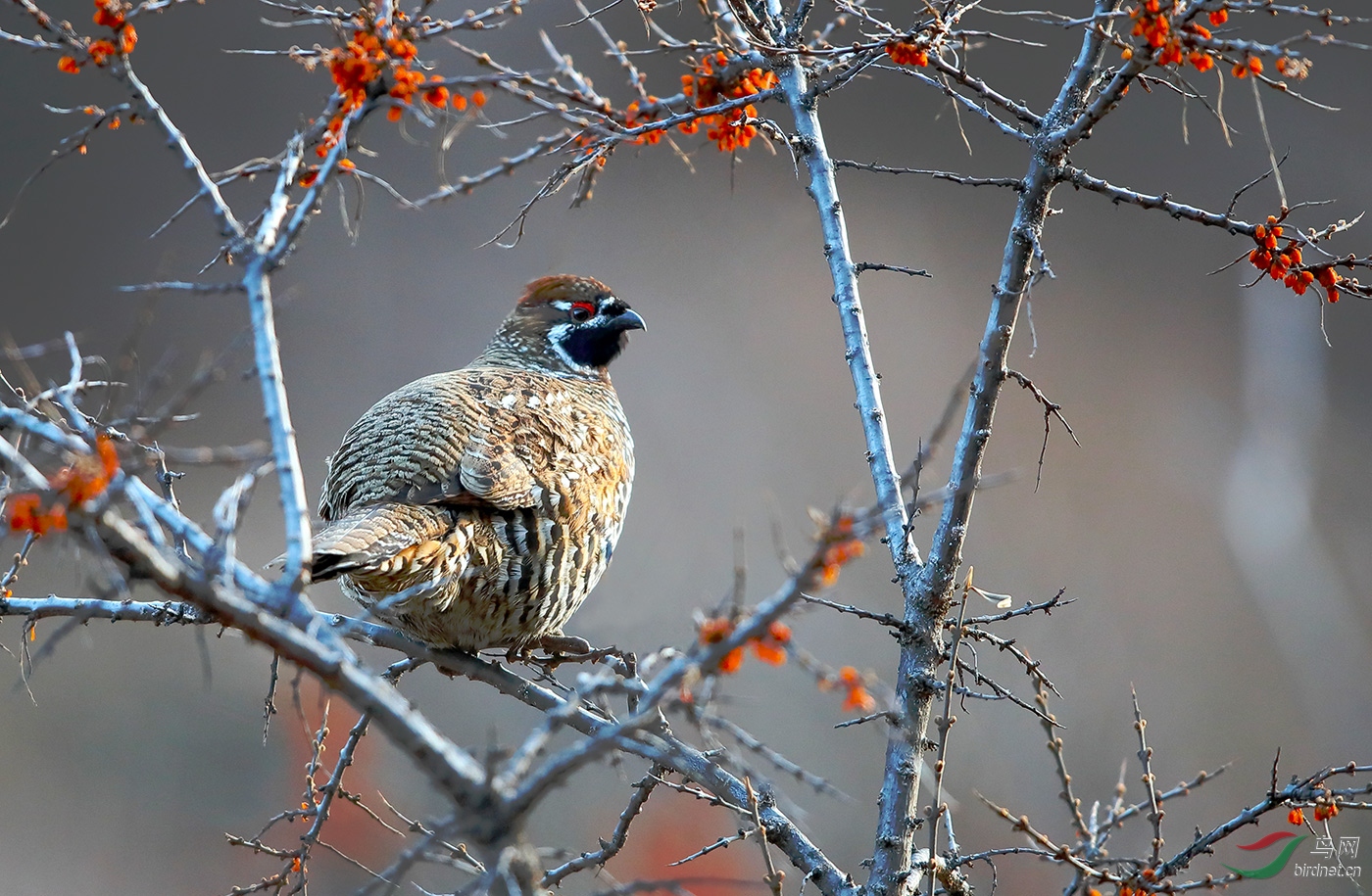 斑尾榛鸡神奇的则岔珍稀的鸟