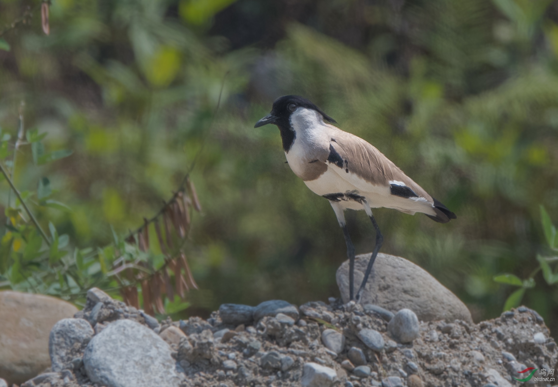 距翅麦鸡 - 拍鸟线路 鸟网
