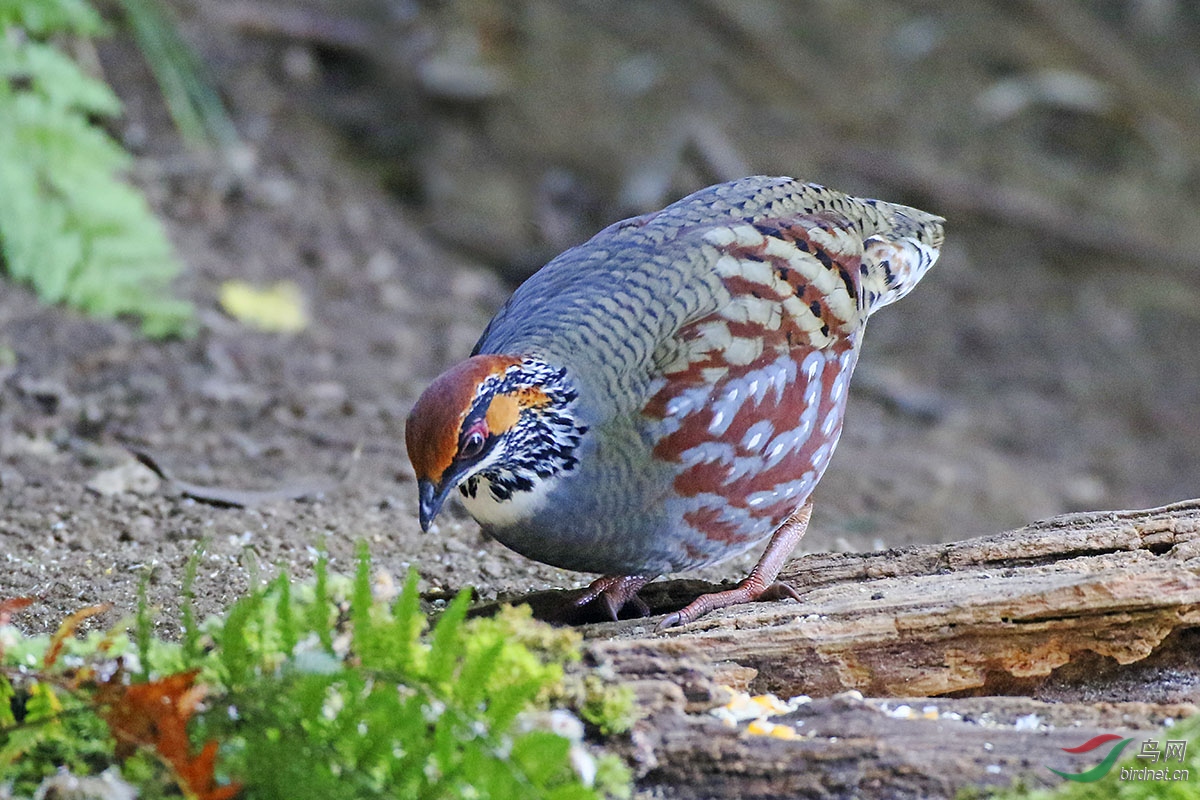 白喉山鹧鸪 - 国家重点保护动物 鸟网