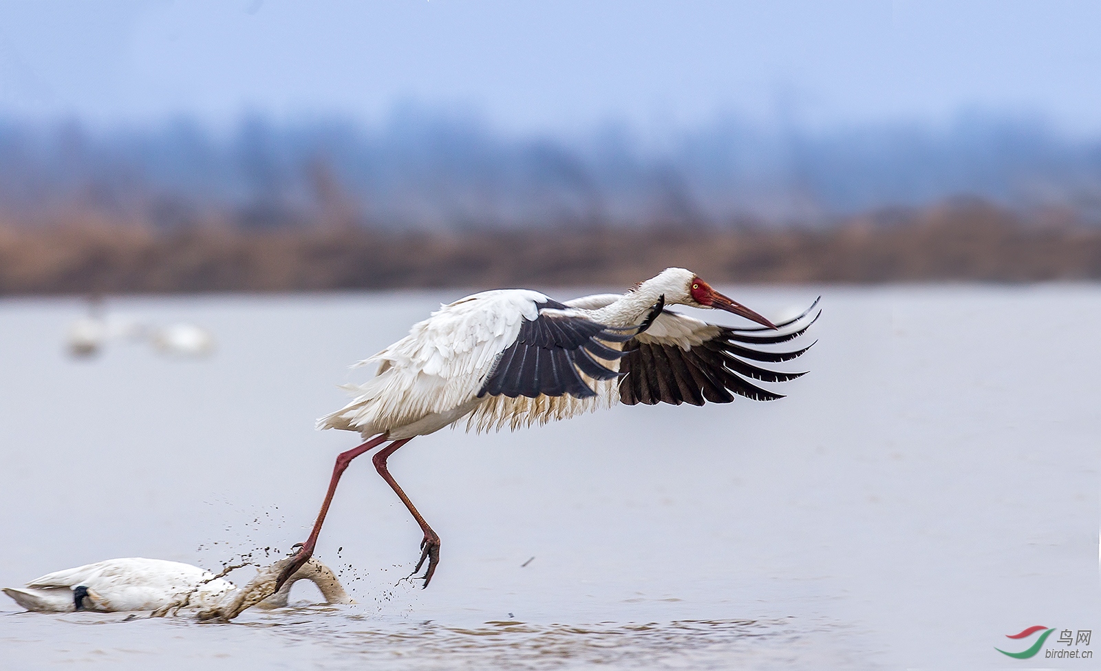 白鹤- 江苏版 jiangsu 鸟网