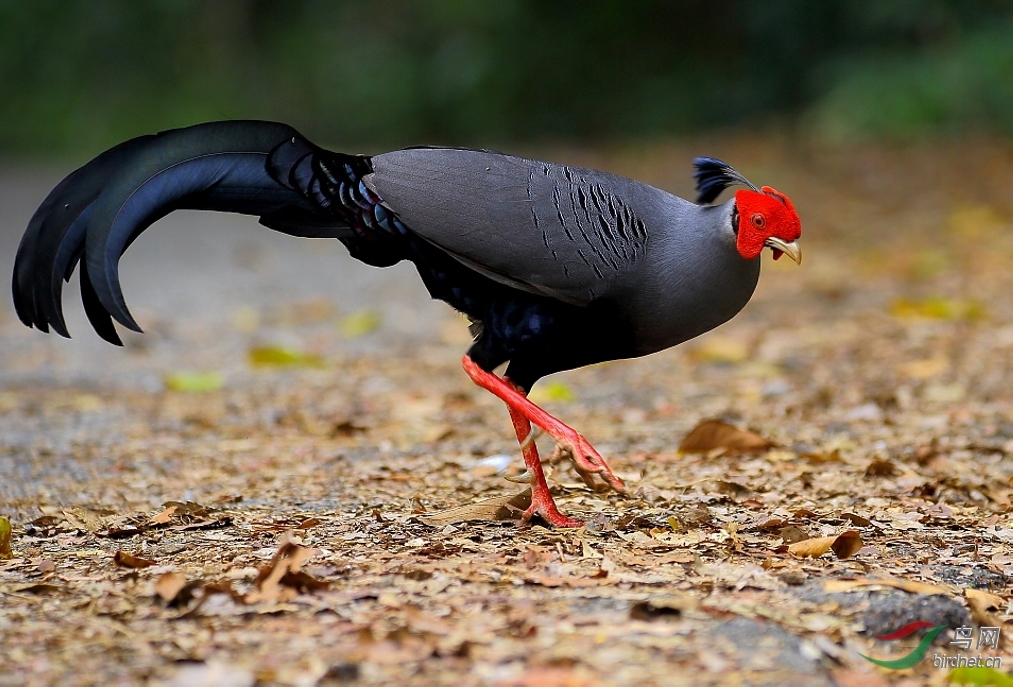 泰国国鸟---【火背娴】
