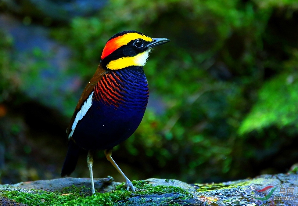 【蓝尾八色鸫】