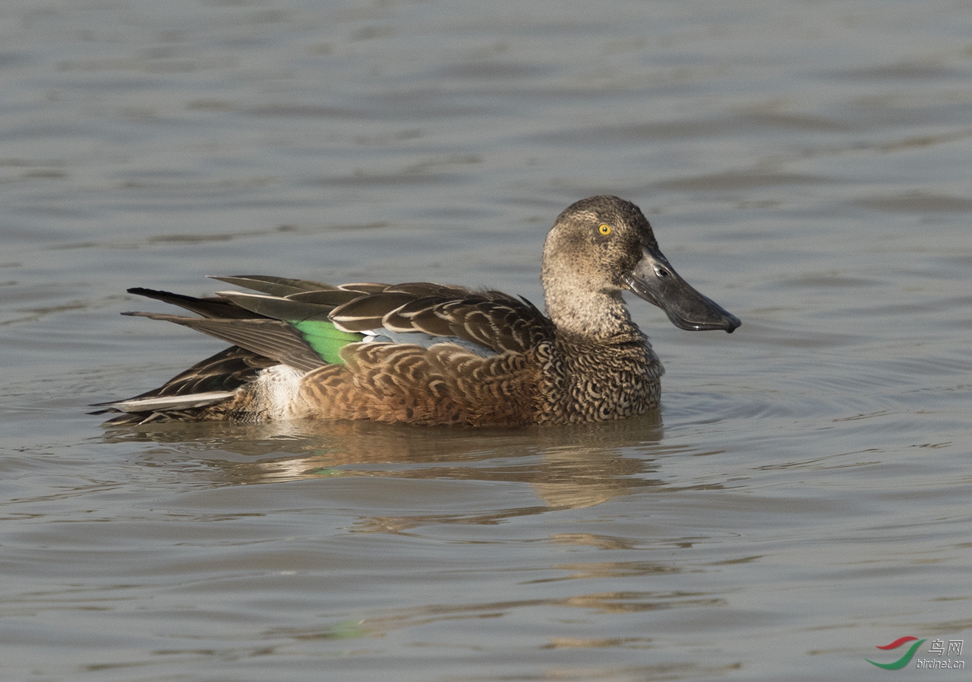 鸭- 香港版 hong kong 鸟网