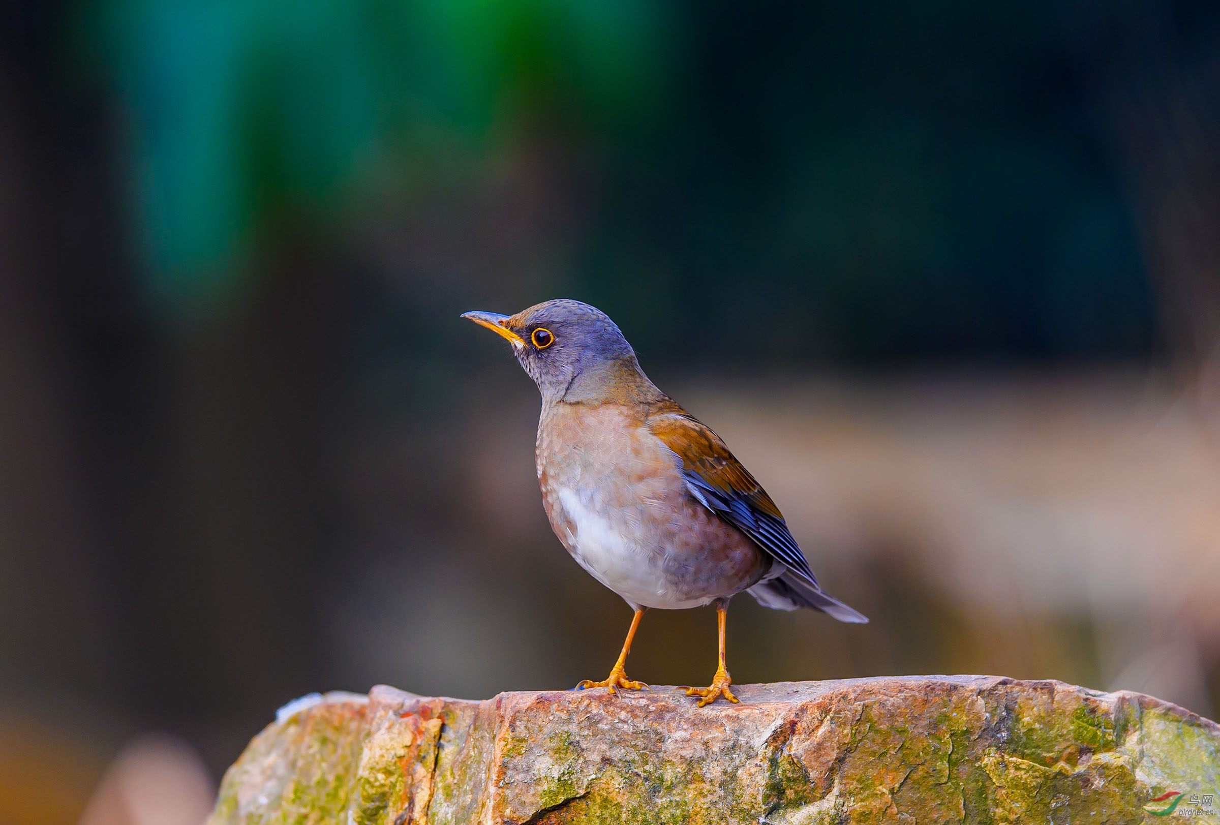 白腹鸫 - 贵州版 guizhou 鸟网