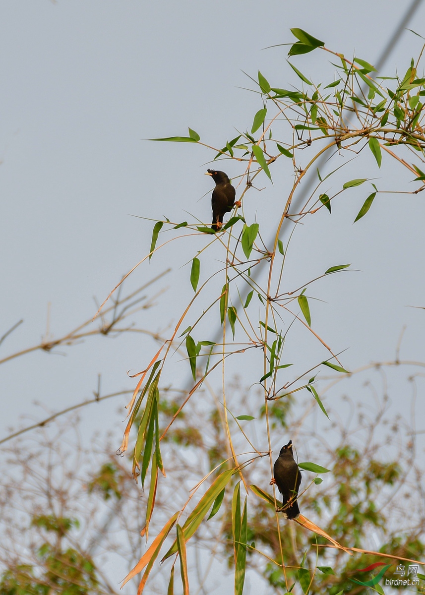 各栖一枝——20180417