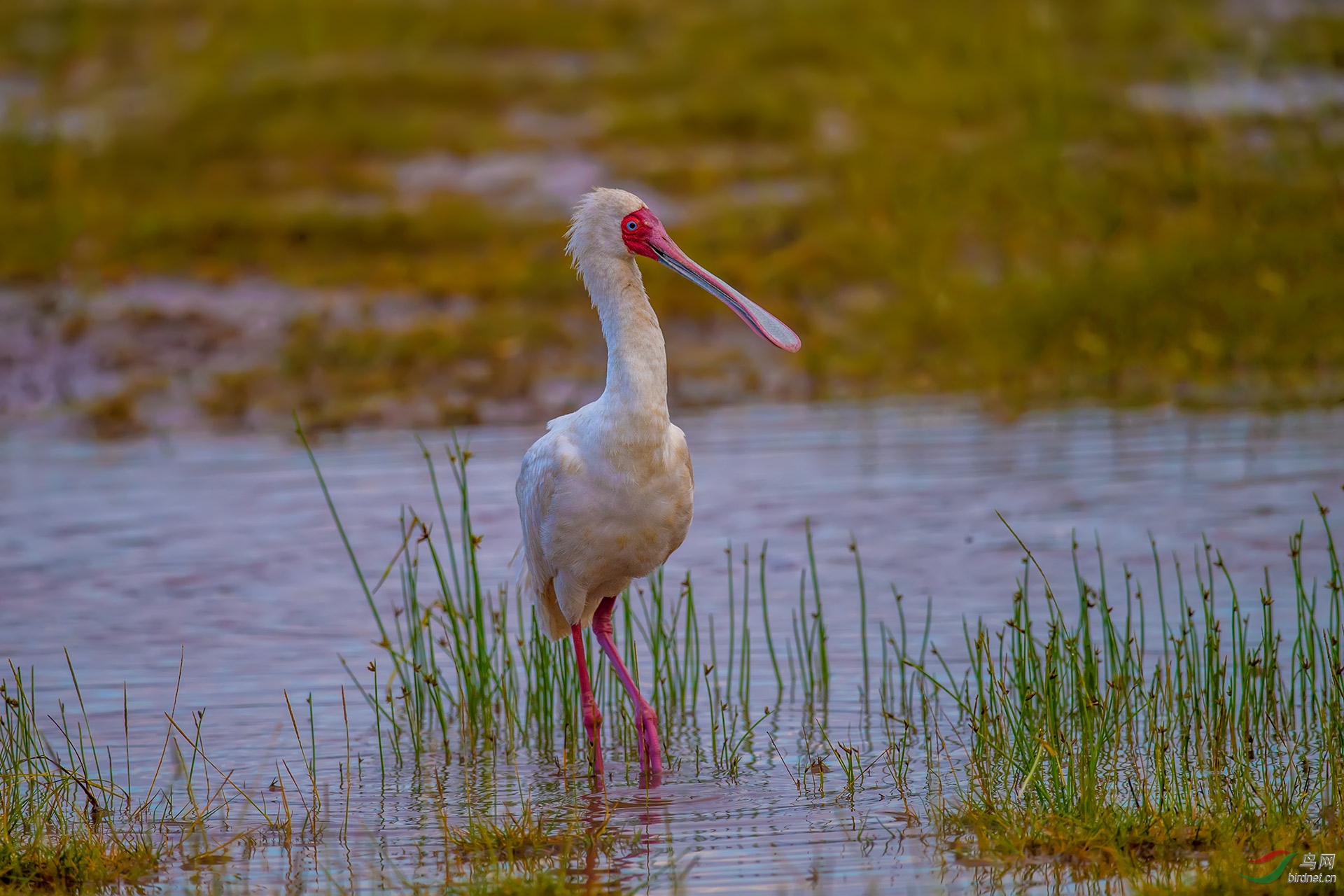 非洲琵嘴鹭(作业)