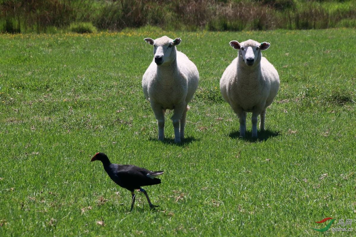 鸡羊同在一个牧场