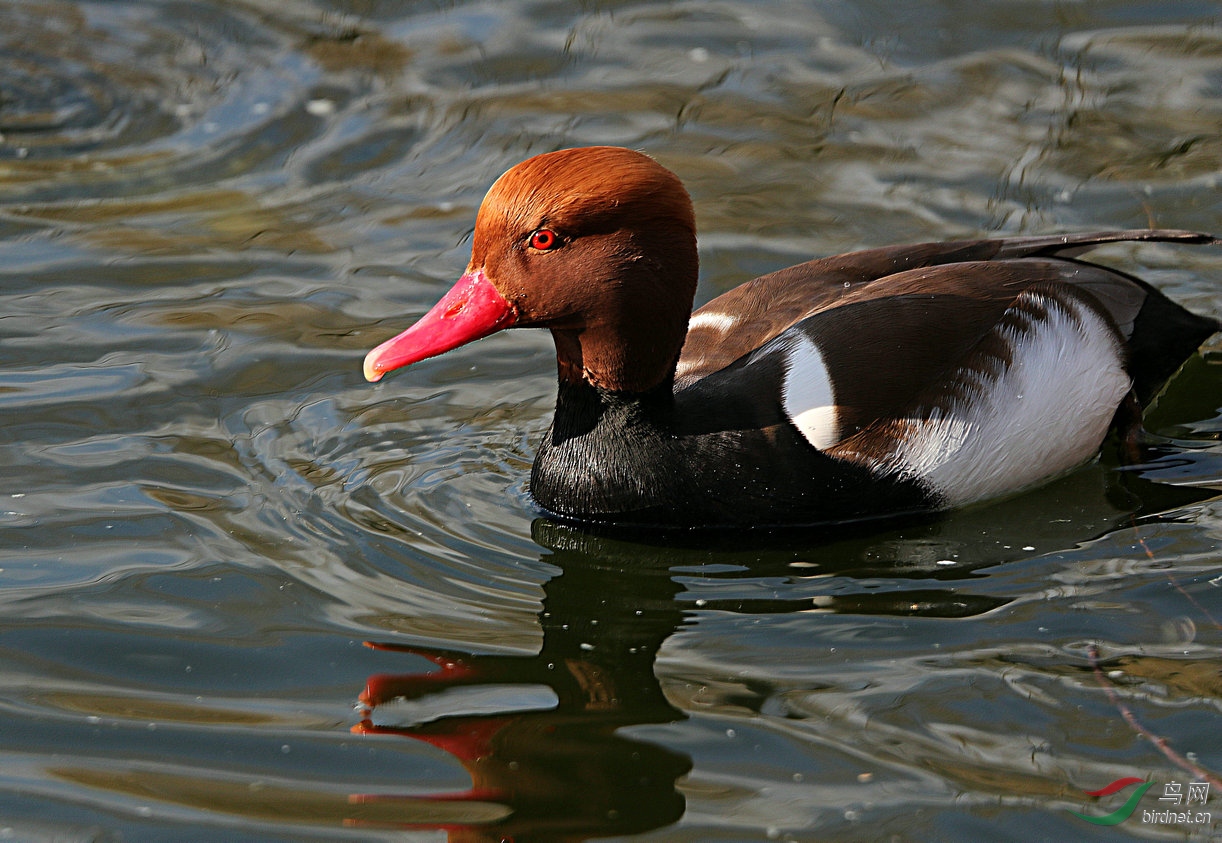 红嘴濳鸭