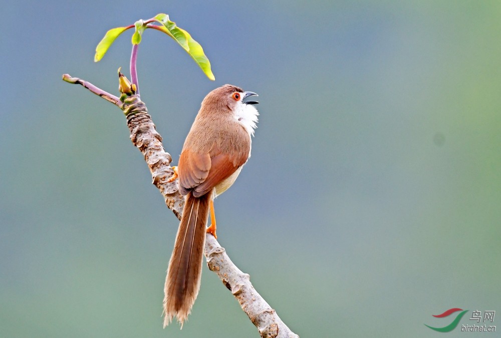 金眼雀鹛唱山歌