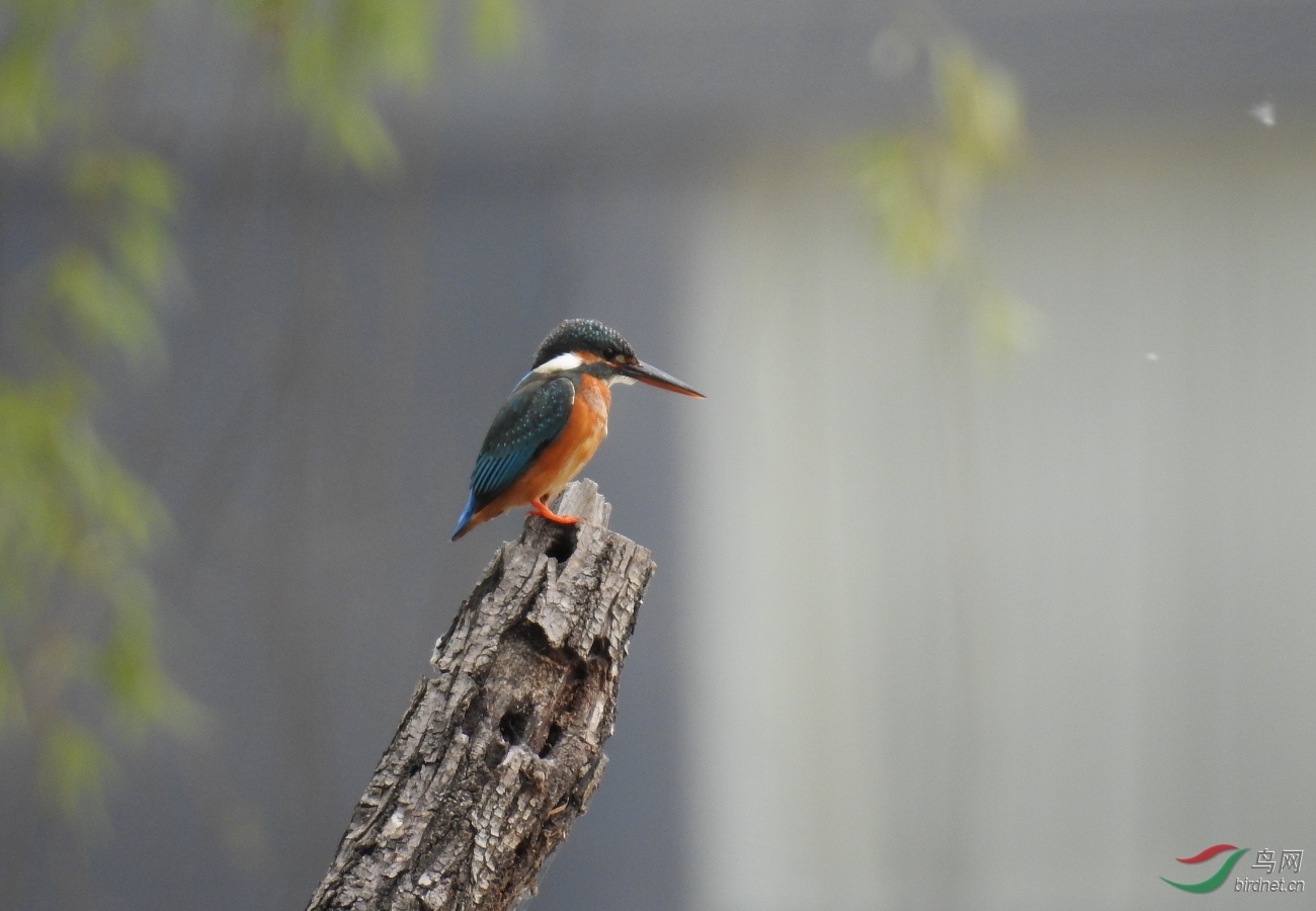 我用尼康p900s拍鸟的一点感受