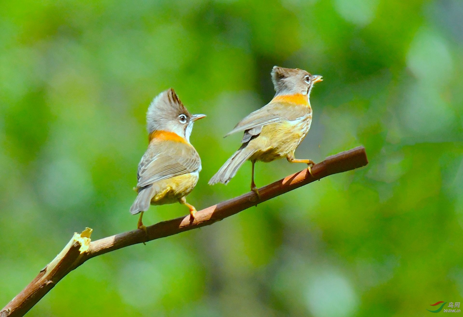 长着凤头的小鸟