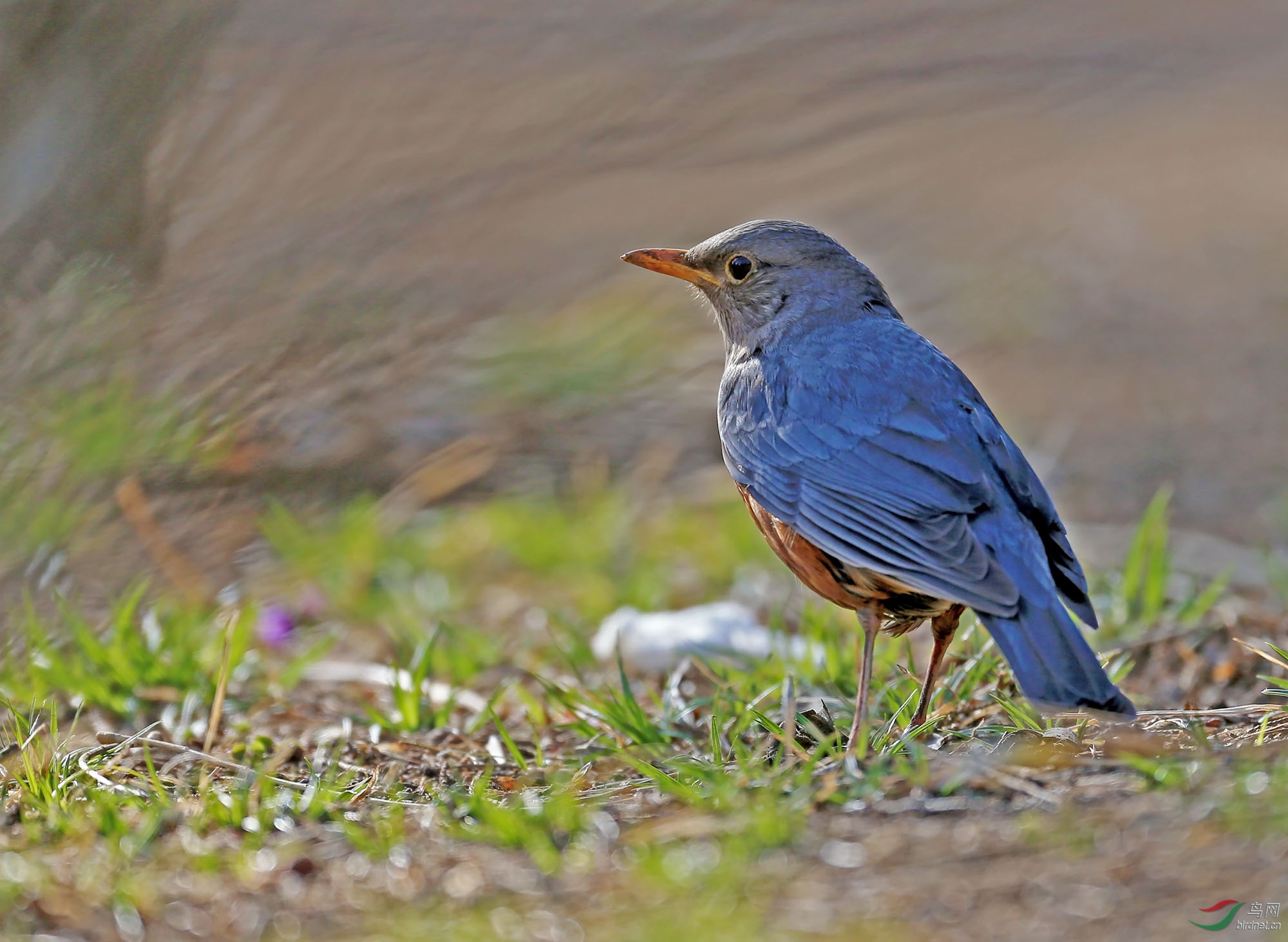 支持辽宁版——林鸟