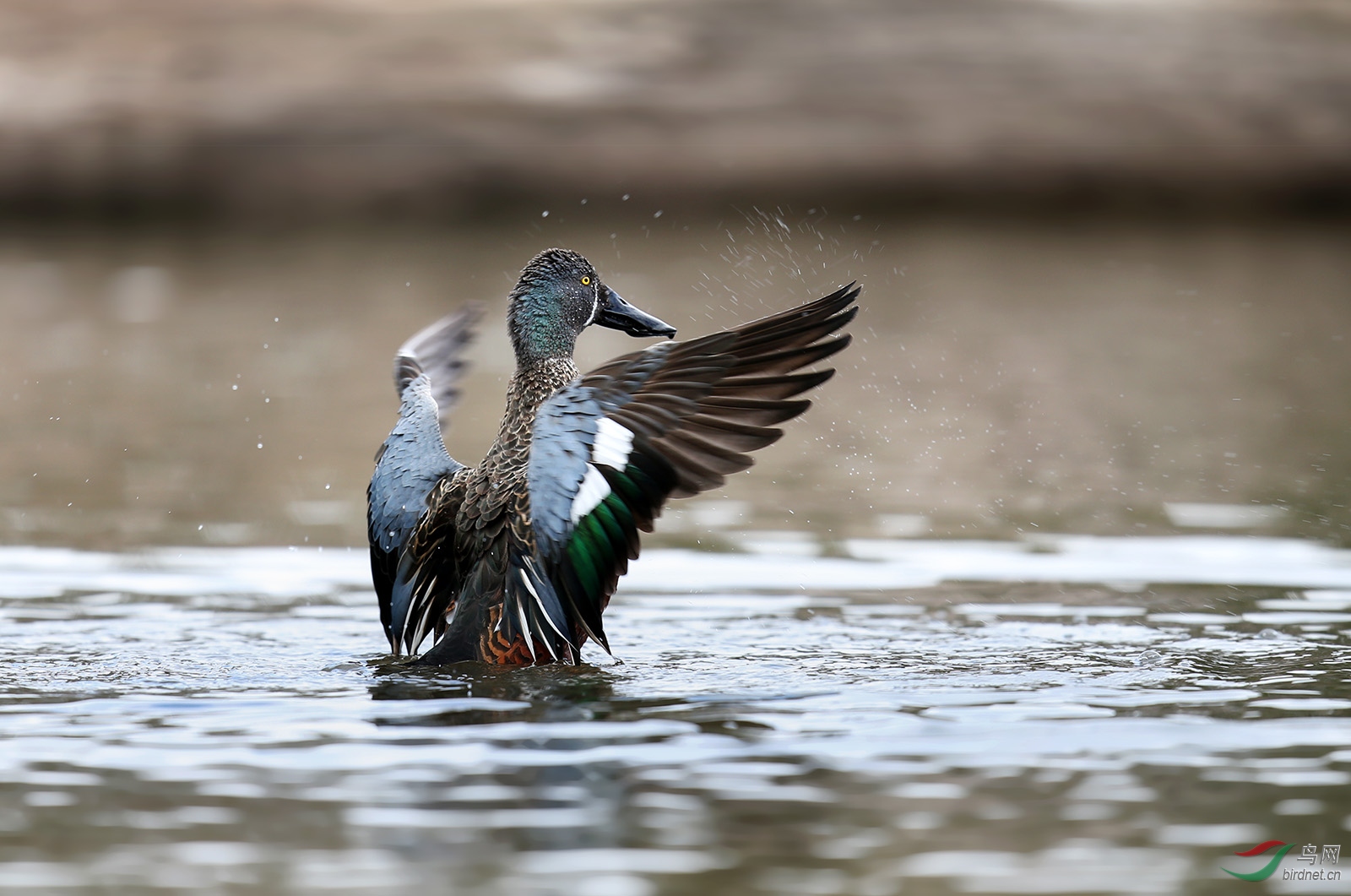 一对黑顶琵嘴鸭