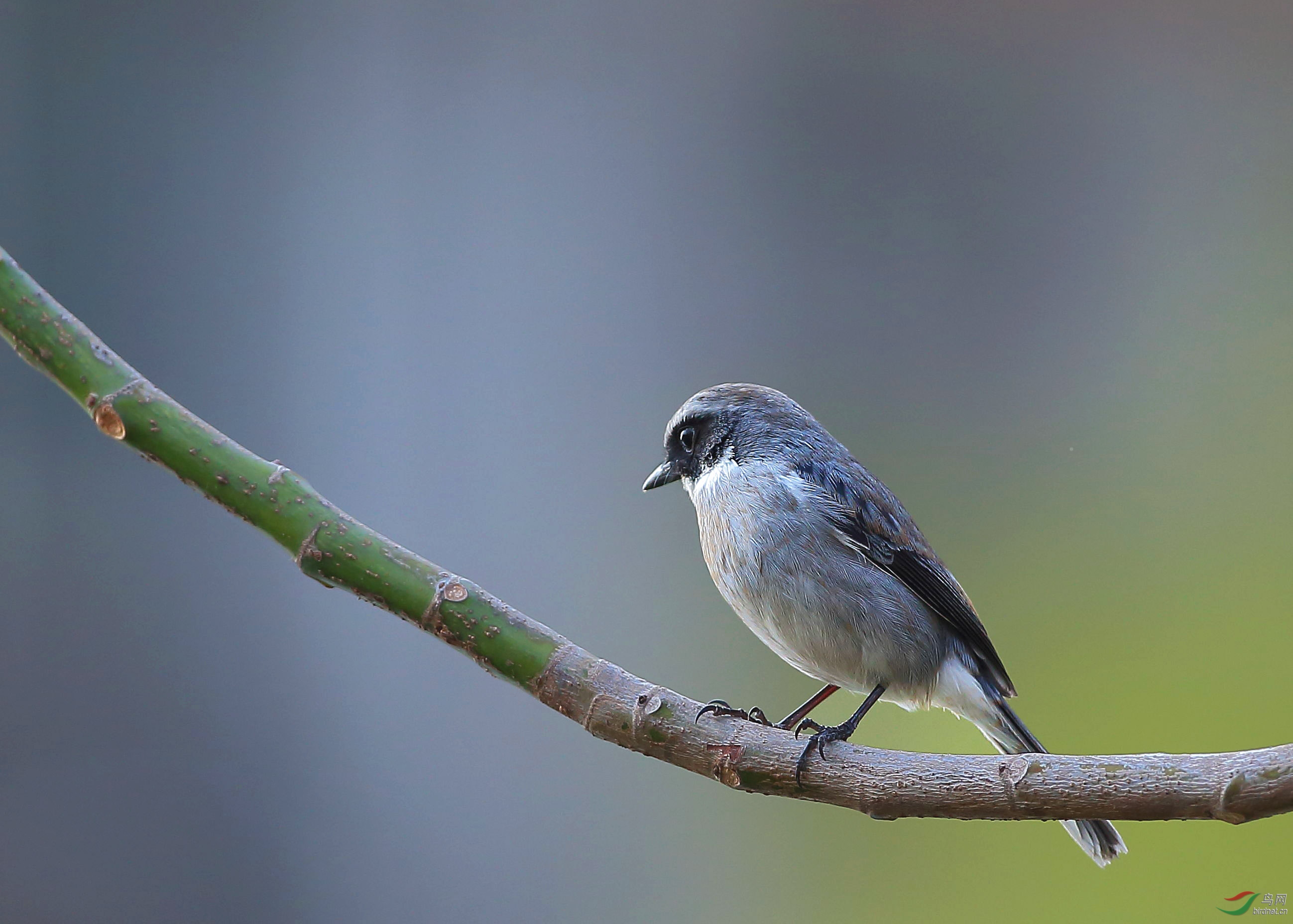 问好天津版----灰林即