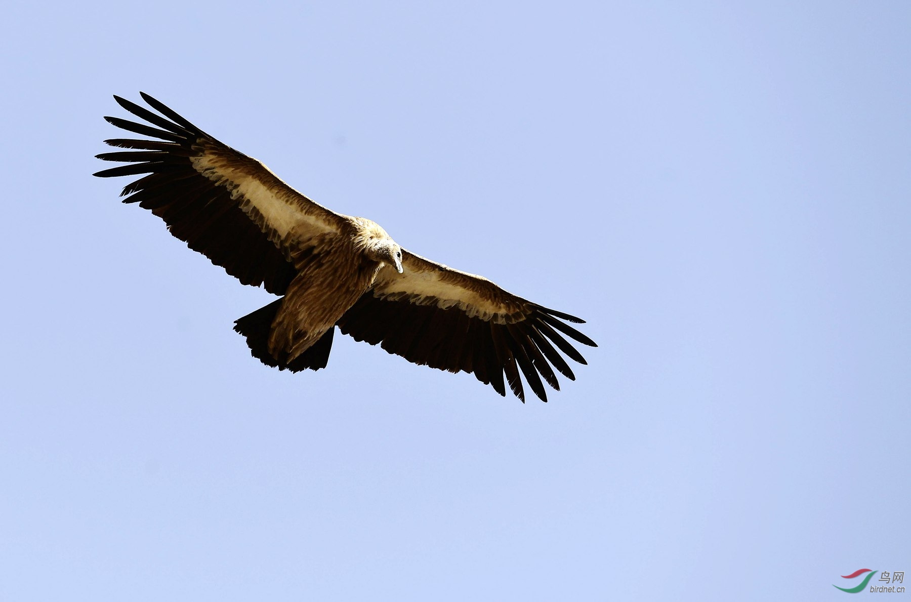天空中飞着的大鸟