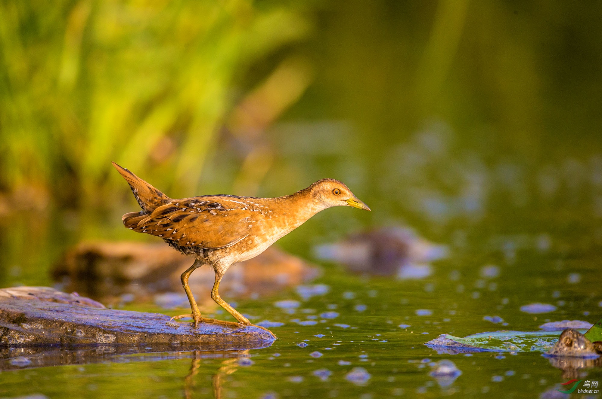 支持辽宁版——小田鸡 - 辽宁版 liaoning 鸟网
