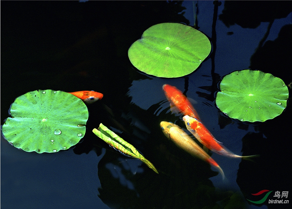 荷叶图 - 副本.jpg