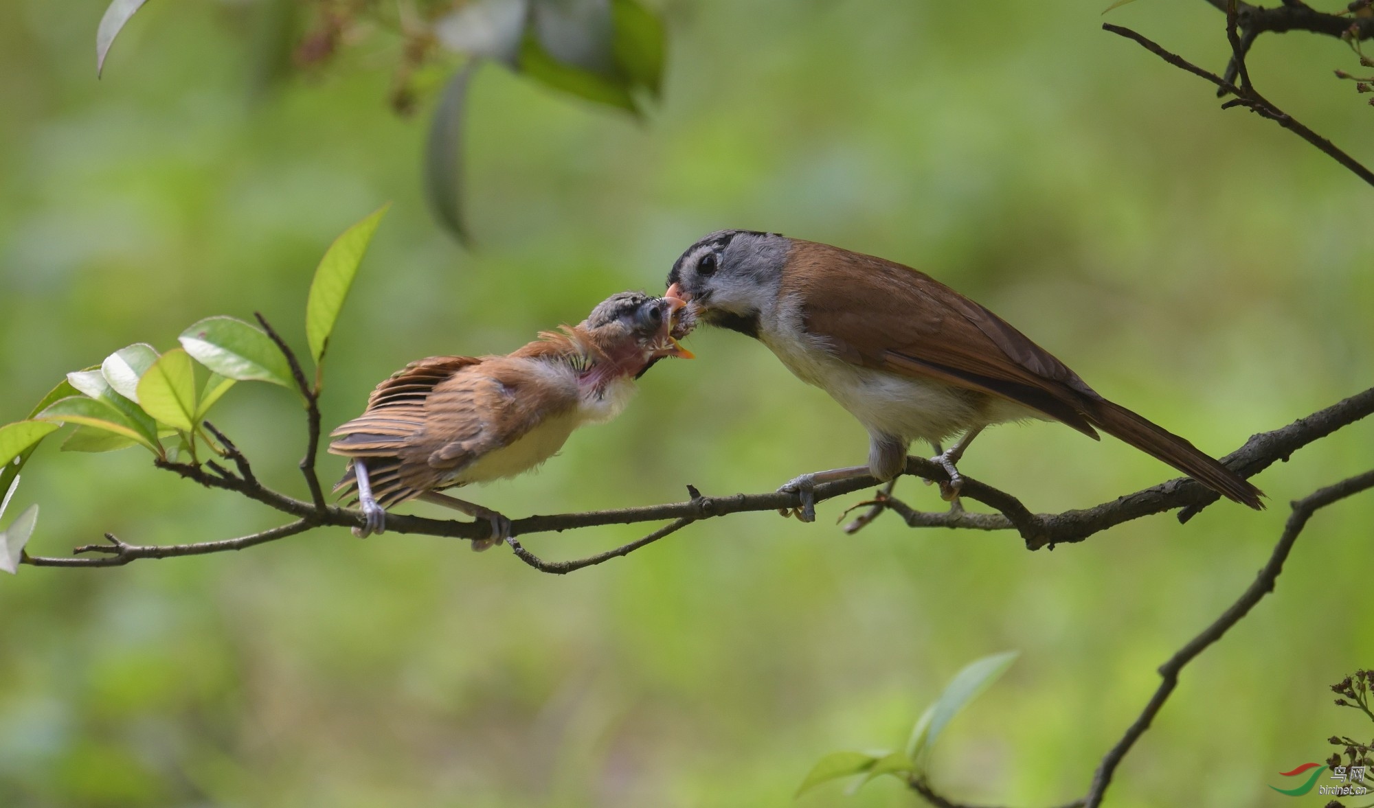 抚育- 林鸟版 鸟网