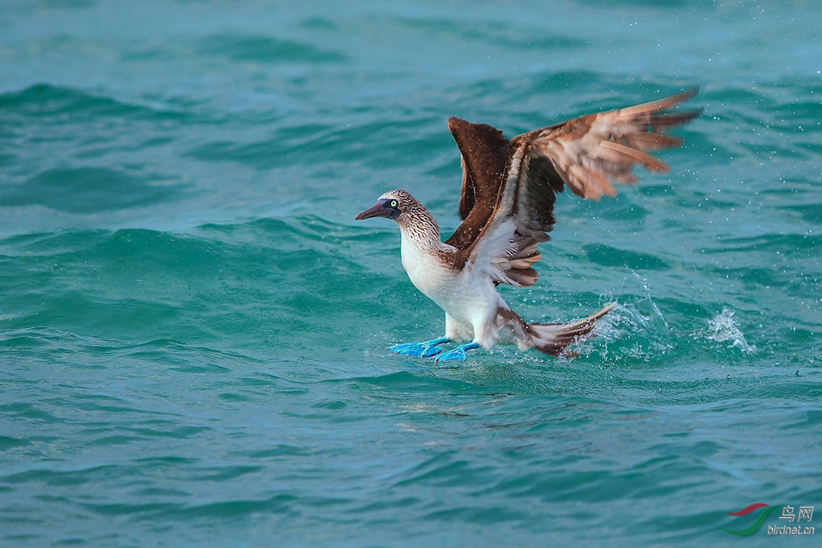 蓝脚鲣鸟