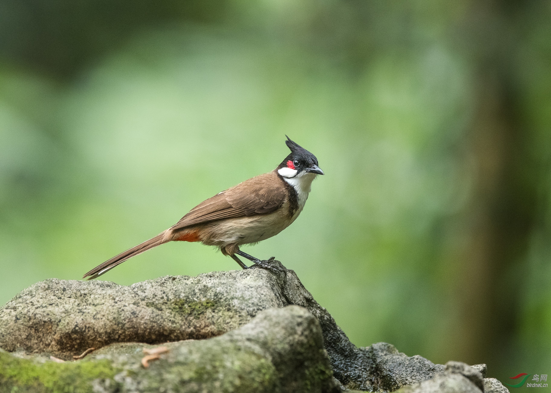 红耳鹎 - 拍鸟线路 鸟网