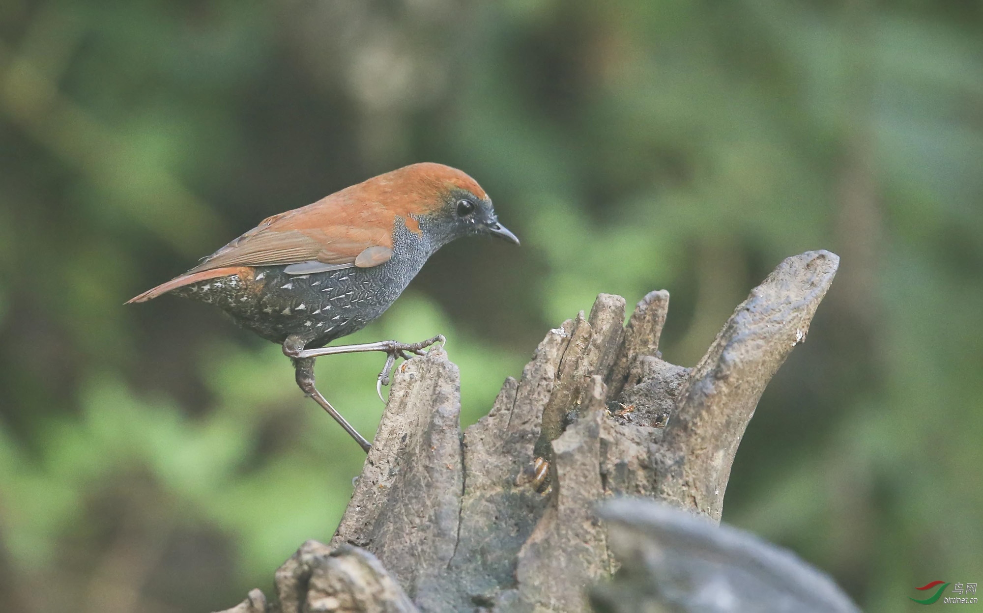 论坛 69 地方区 69 重庆版 chongqing 69 javascript