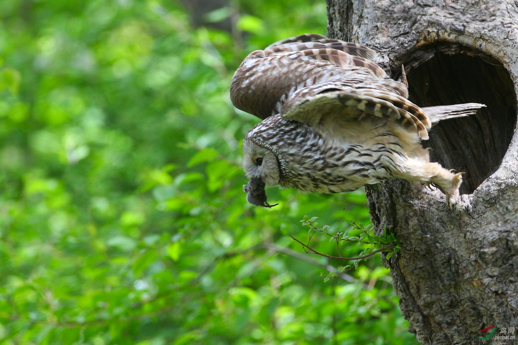 育雏的长尾林枭